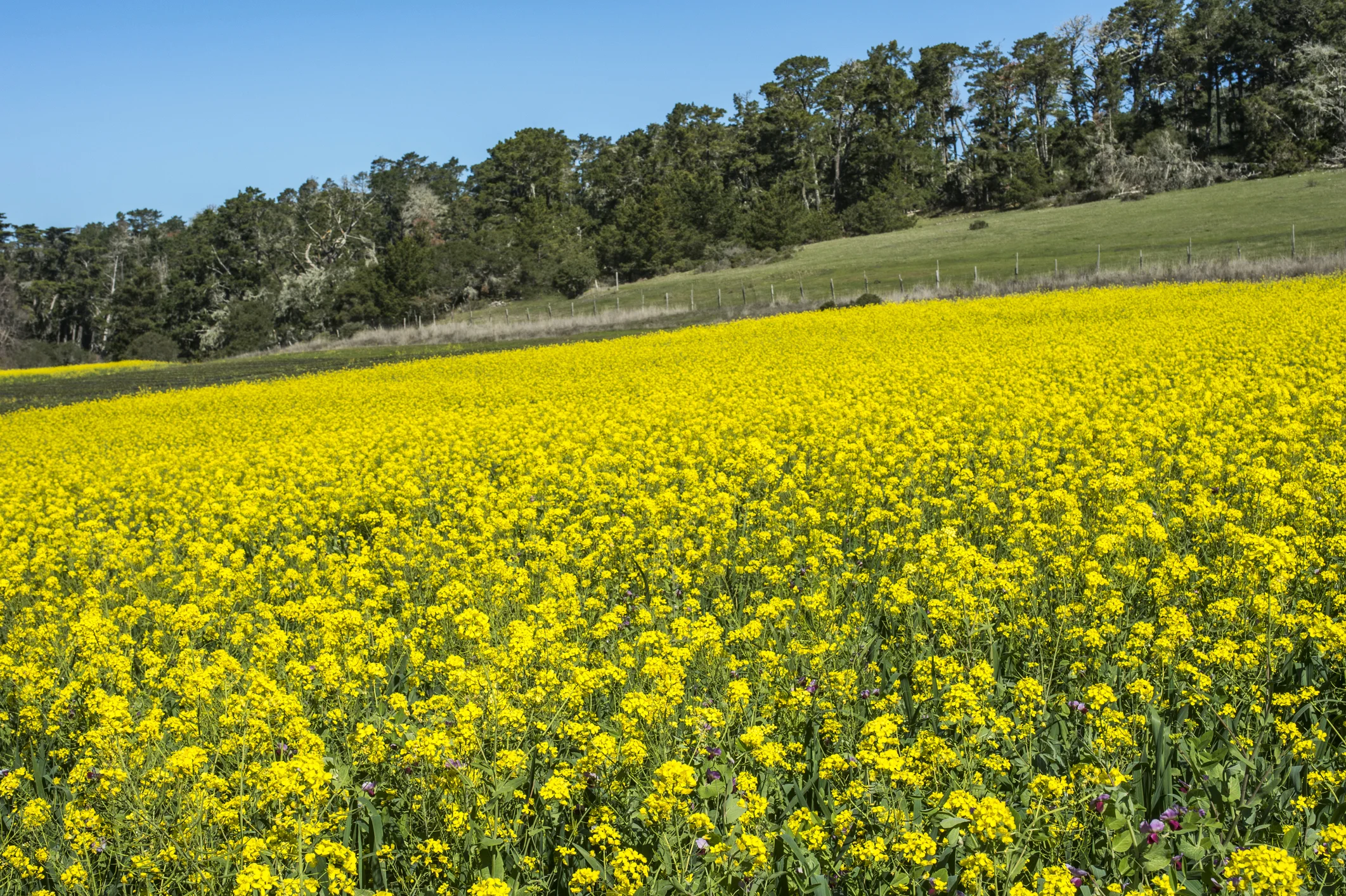 Wild mustard, allow quite colorful, has invaded many hillsides in Southern California, choking out native species.