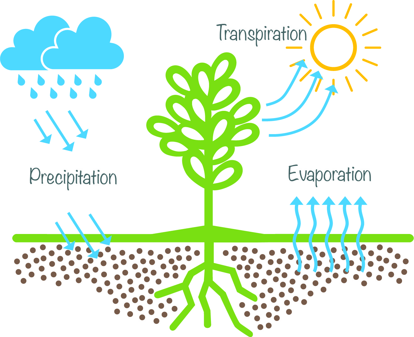 Plant Water Use — SoCal Yard Transformation