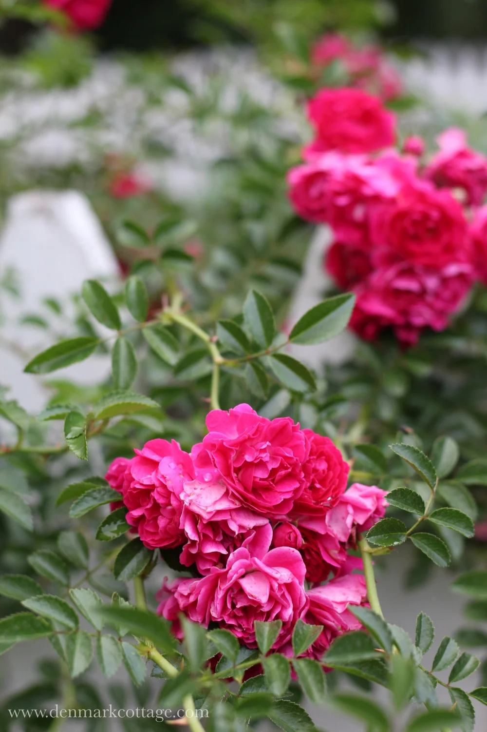 Seven Sisters Rose — Denmark Cottage Lifestyle Blog Recipes