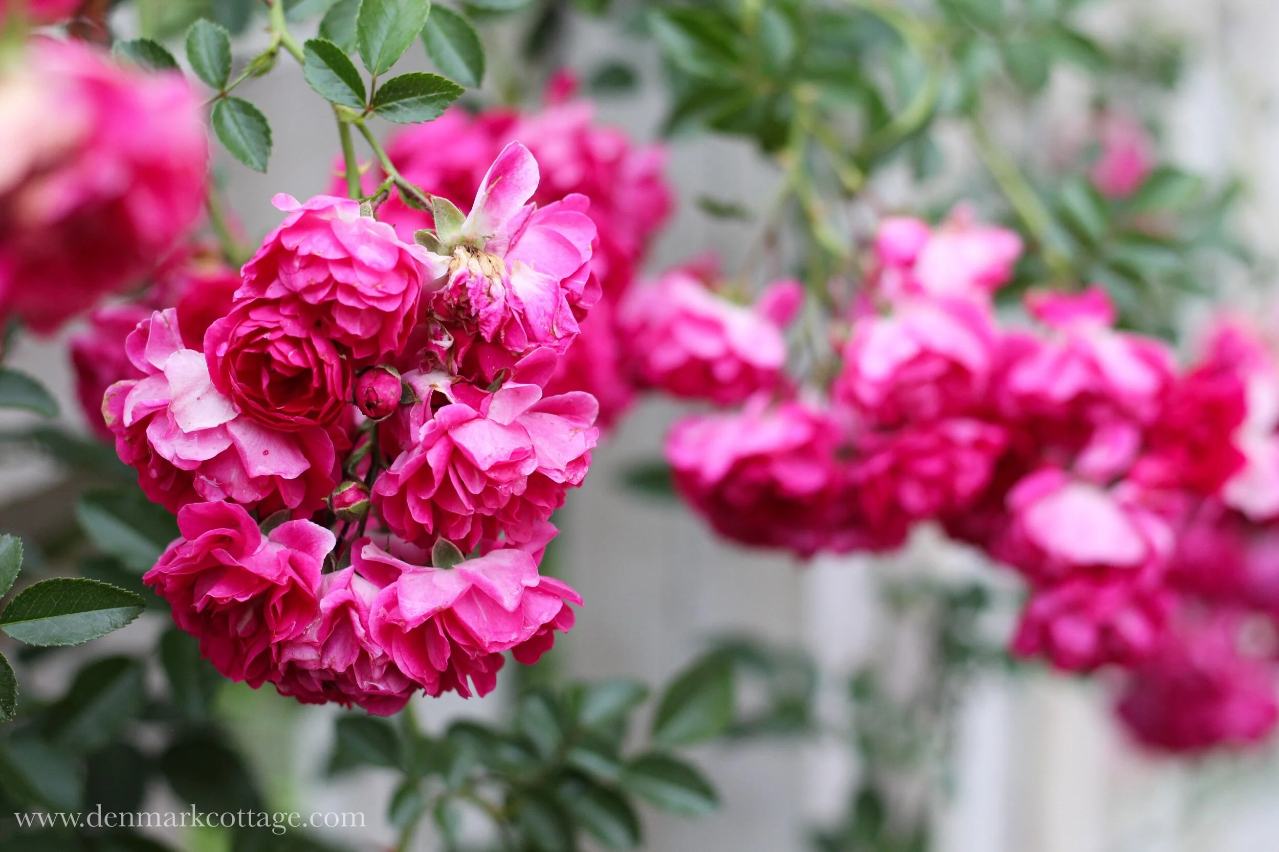 Seven Sisters Rose — Denmark Cottage | Lifestyle Blog | Recipes