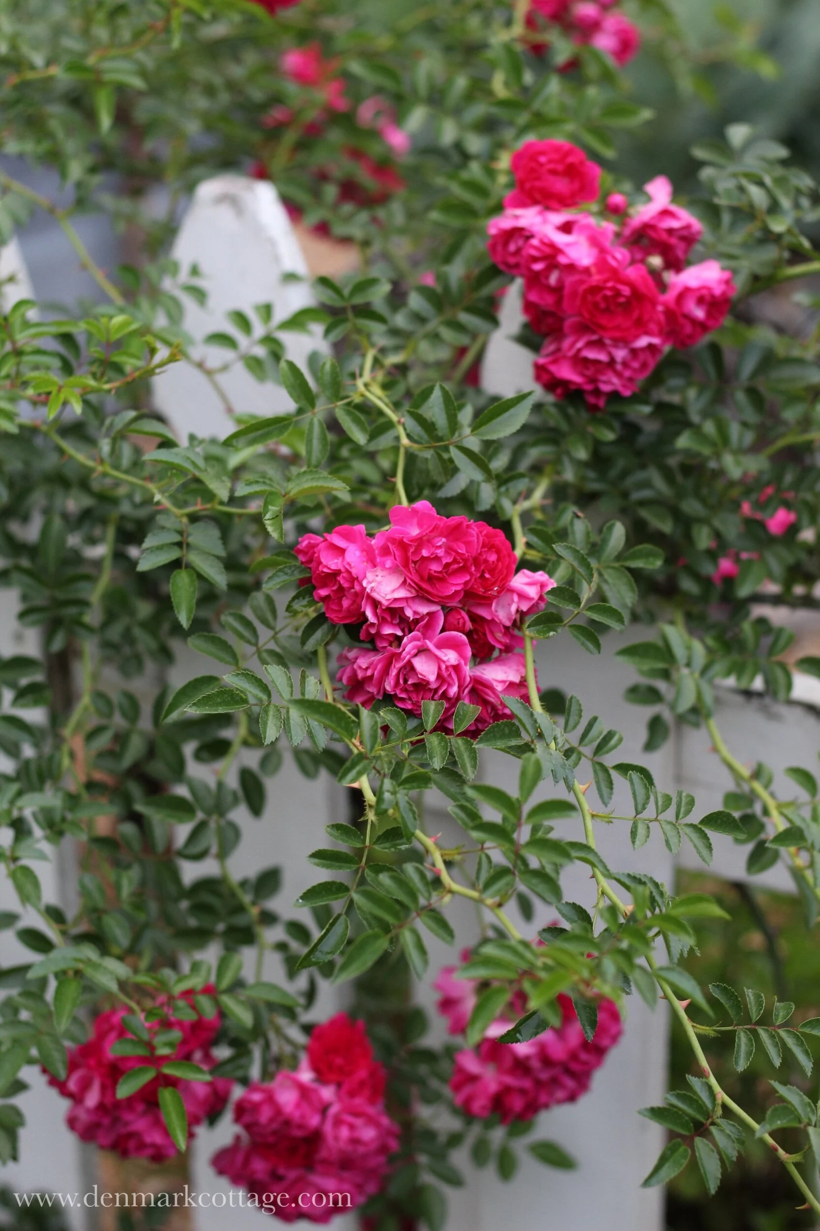 Seven Sisters Rose — Denmark Cottage Lifestyle Blog Recipes