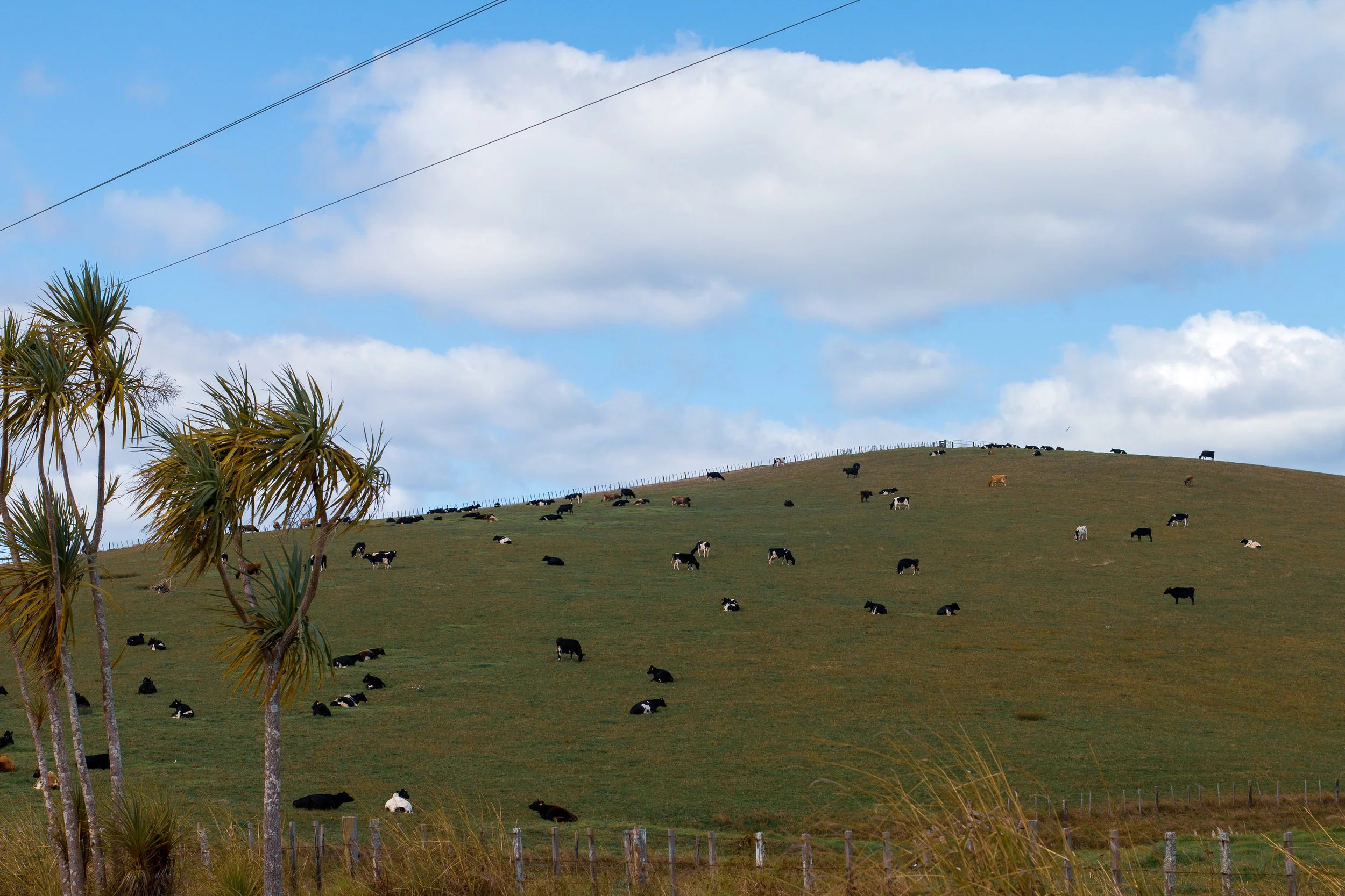 A sure sign you made it to New Zealand.