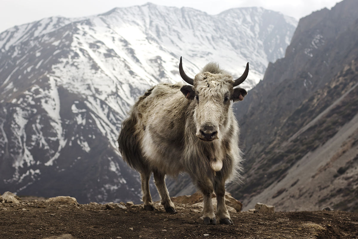 1200px-Bos_grunniens_at_Letdar_on_Annapurna_Circuit.jpg