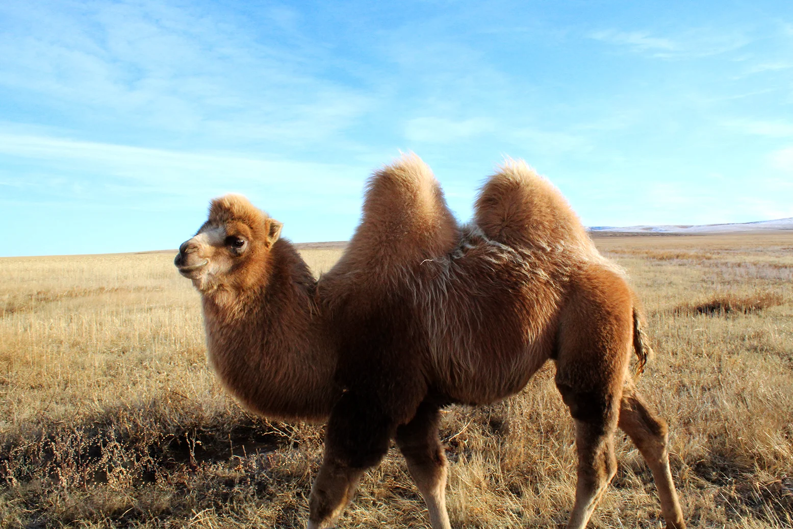 Camel compressed.jpg