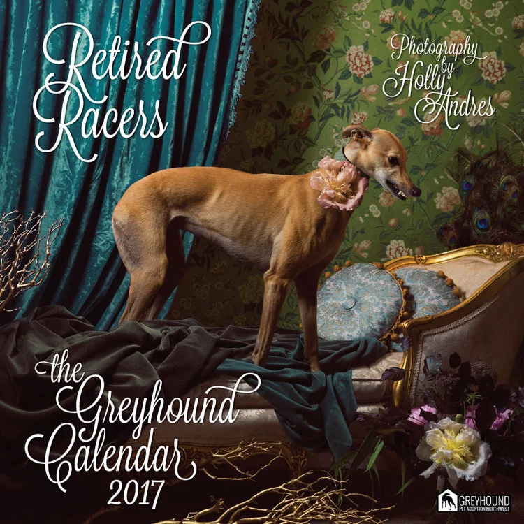 greyhound pet adoption northwest