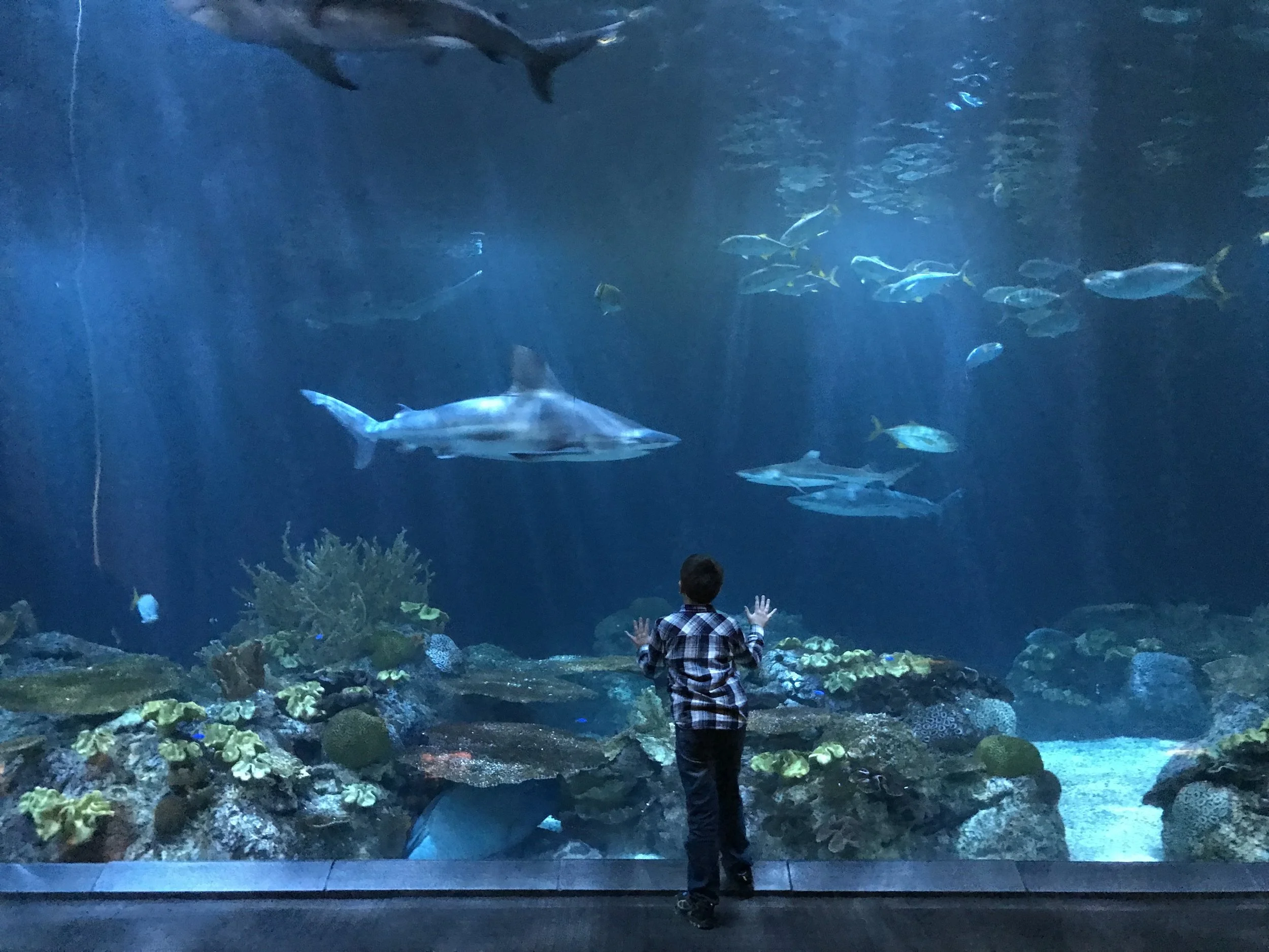 From my iPhone 7, but I couldn’t not include it. The shark area was cool.