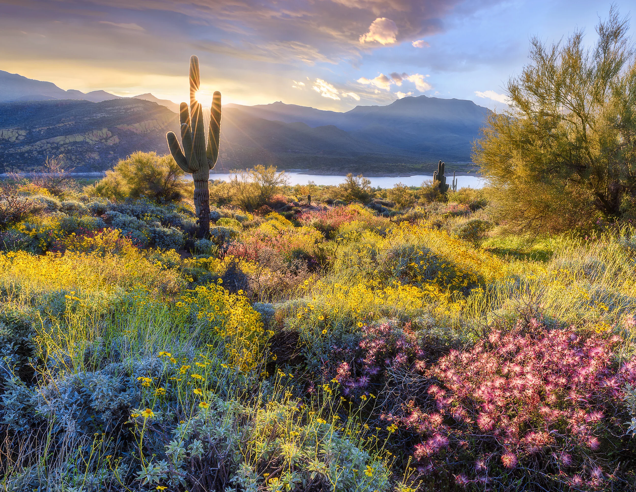 Desert Dawn