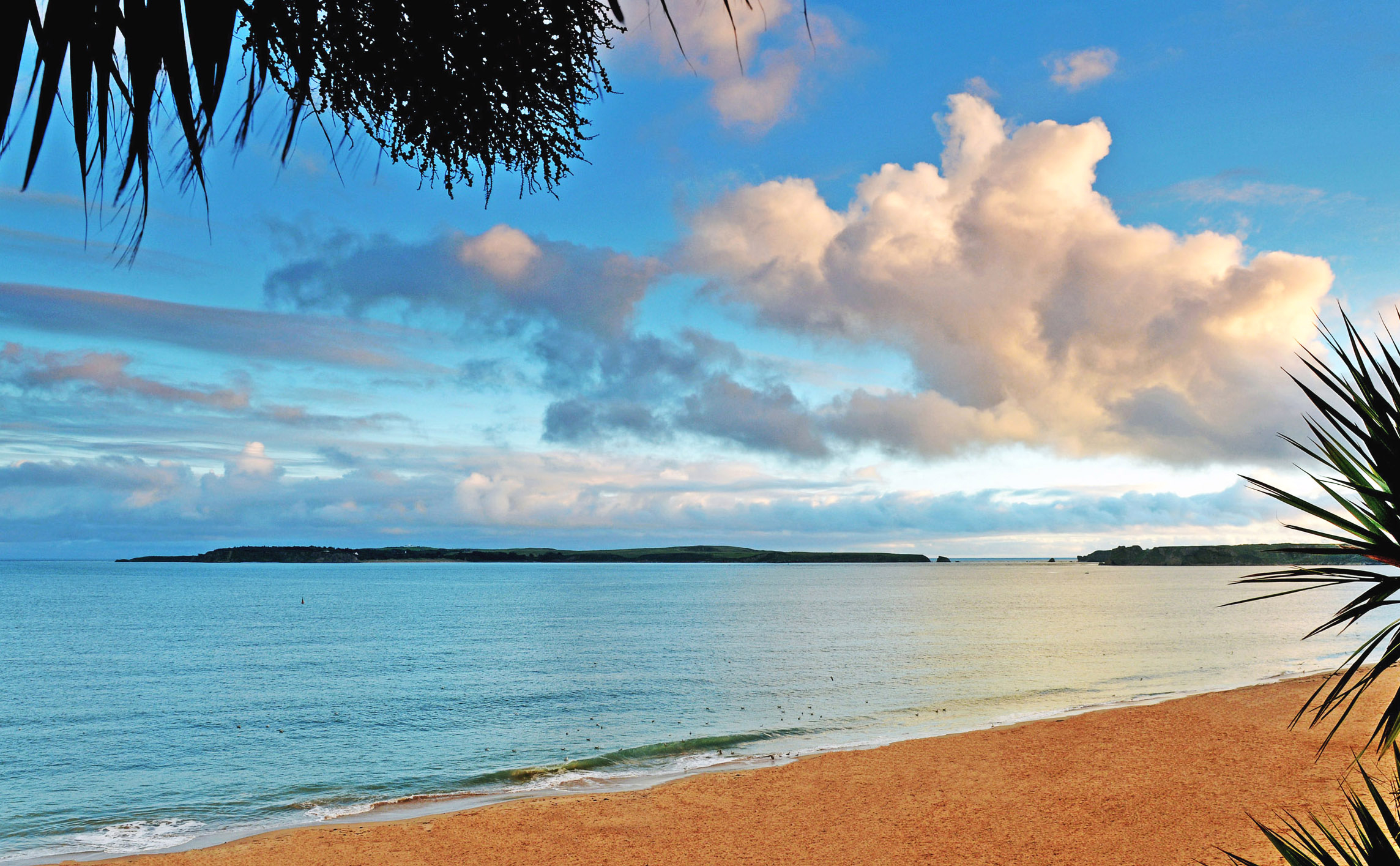 Caldey Island and tropical plants copy.jpg