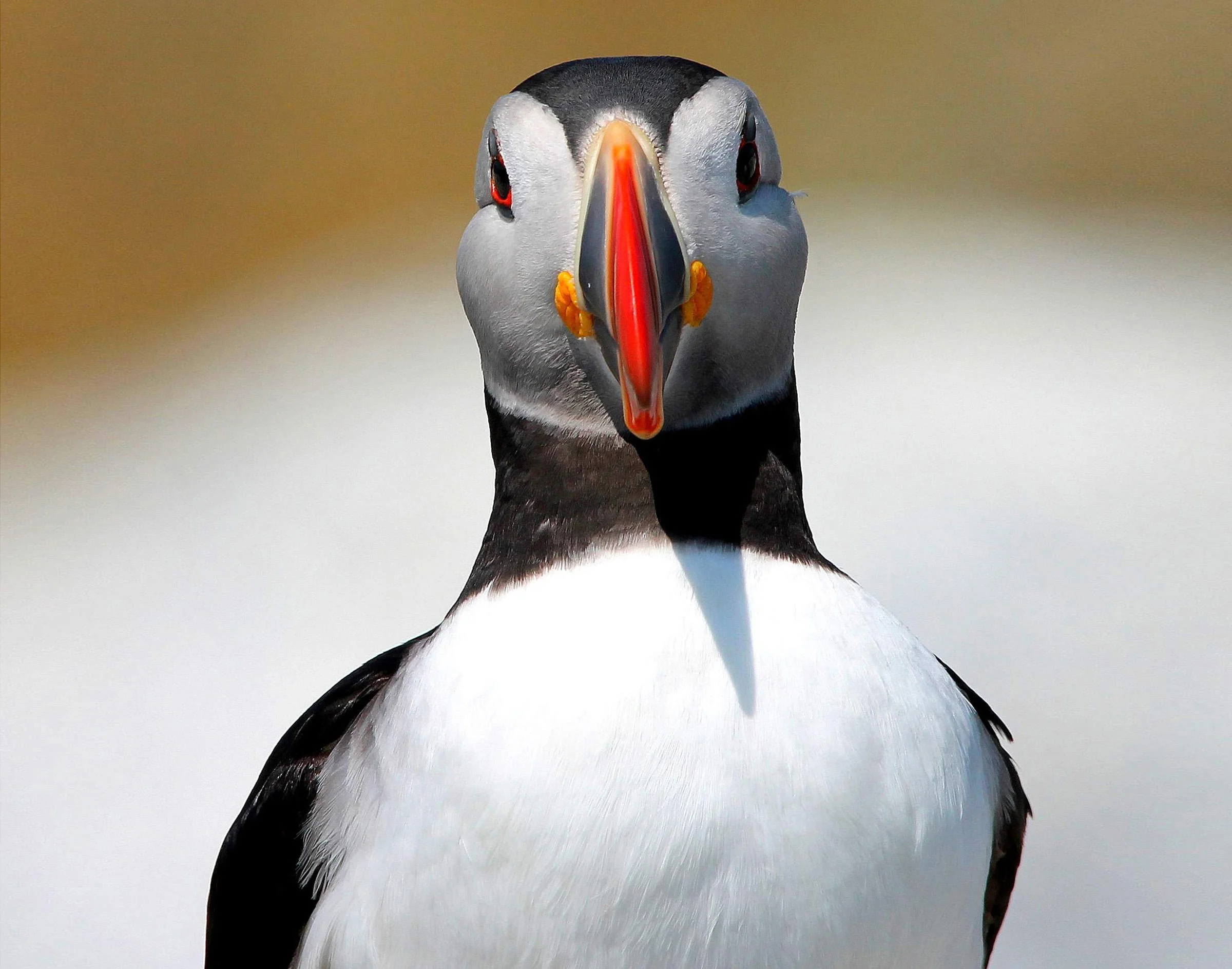 Rat eradication: The aim of this project has been to allow the natural wildlife of an island habitat to increase, and it has been estimated that within five years of a rat-free environment, Caldey’s natural wildlife will increase by 400%. For example, ground-nesting birds such as puffins may be attracted and our aim is to re-establish a colony of puffins on Caldey, and increase the numbers of puffins on St Margaret’s island.