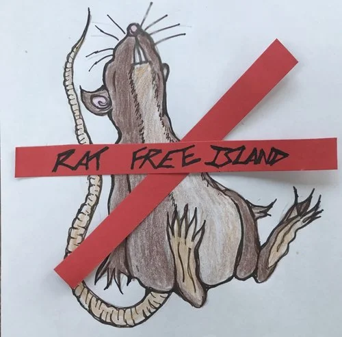Other species such as hedgehogs will also thrive without the presence of rats. We are indebted to Simon Walters of West Wales Wildlife & Pest Control, (westwalespestcontrol.co.uk) and his keen team for all their work in ensuring that Caldey is now 100% rat-free.