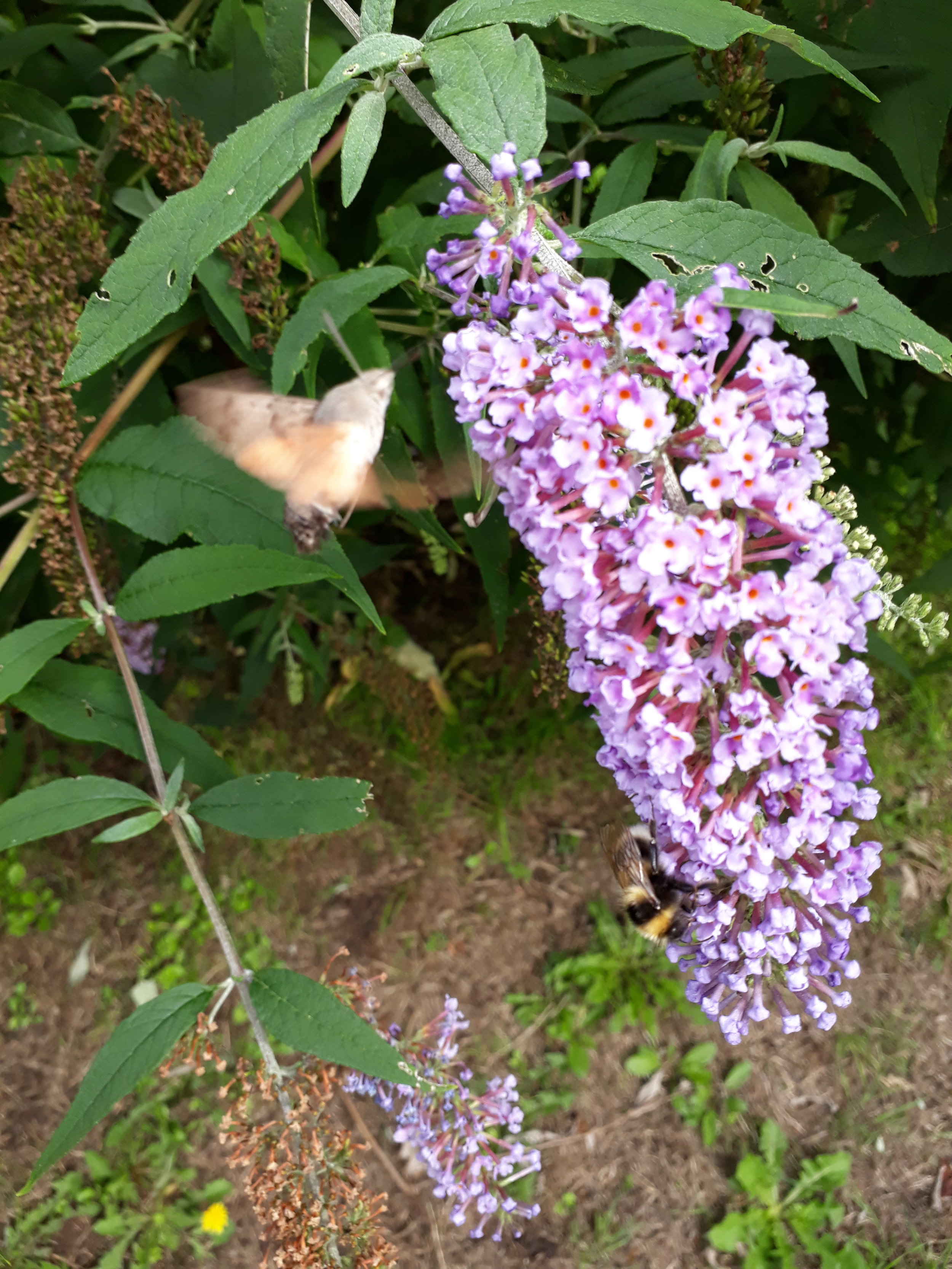humming-bir hawk-moth(2).jpg