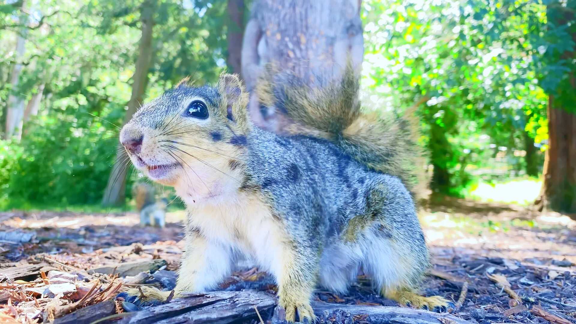 Why Is This Mama Squirrel's Cheek Swollen?