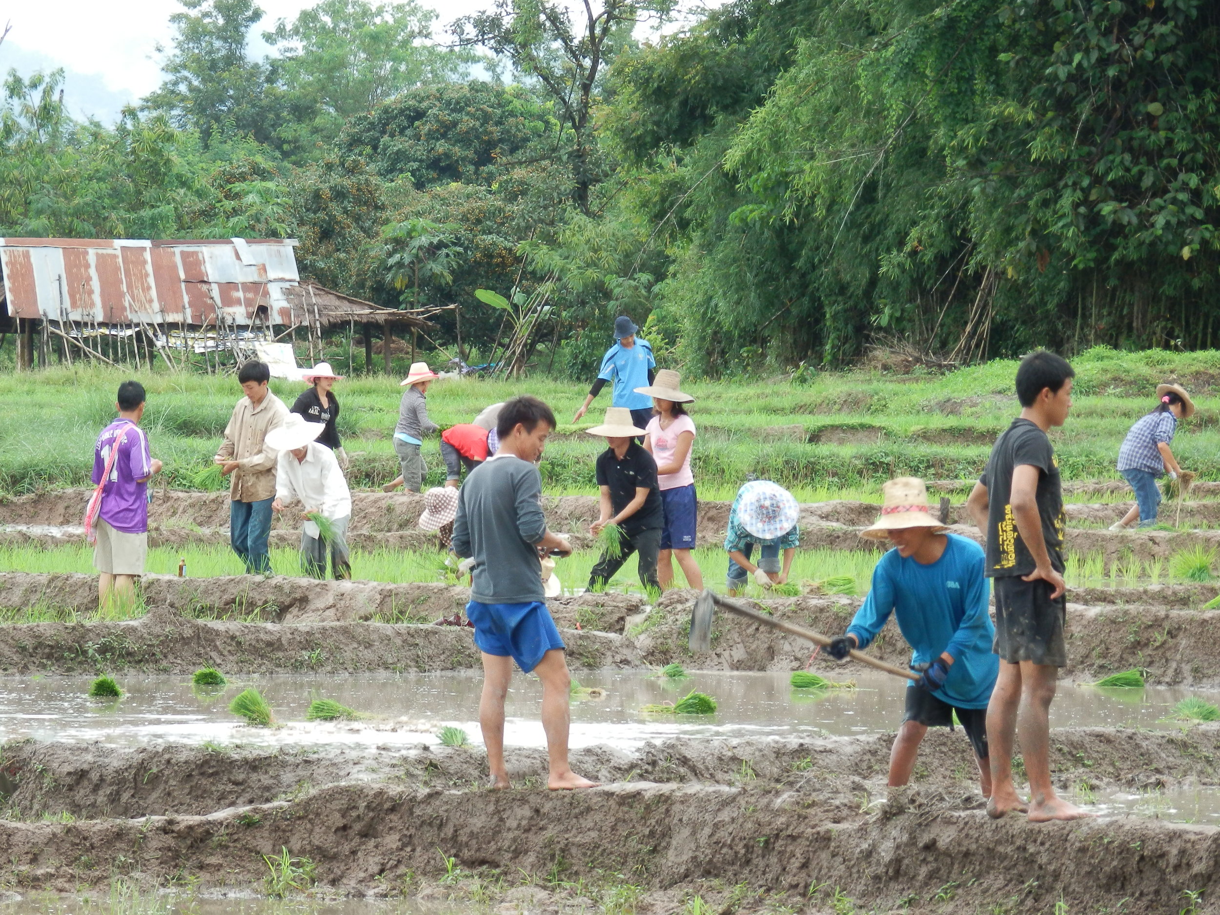 Students planting rice