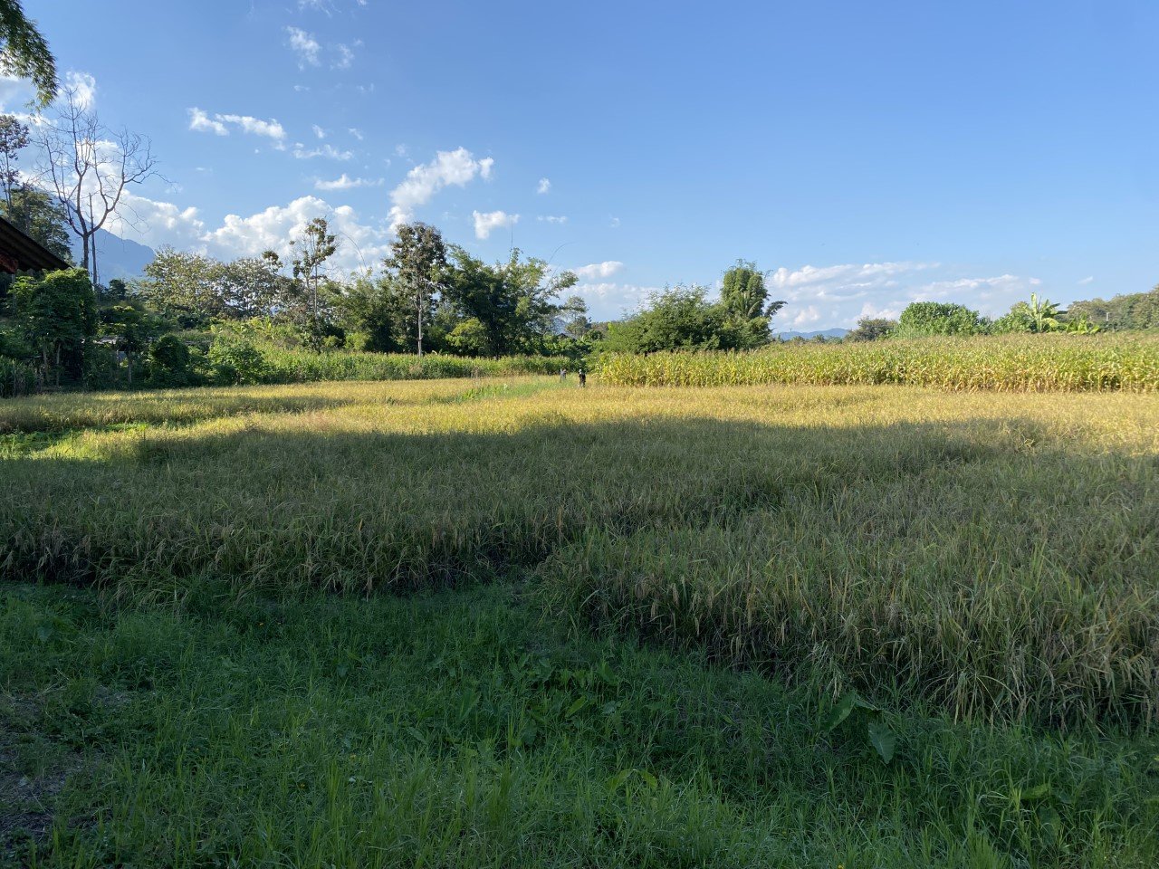 Rice fields ready for harvest