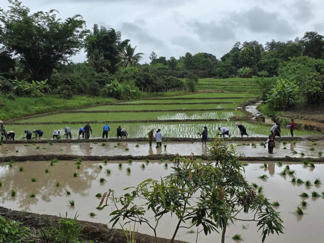 Students working in LBI's rice field