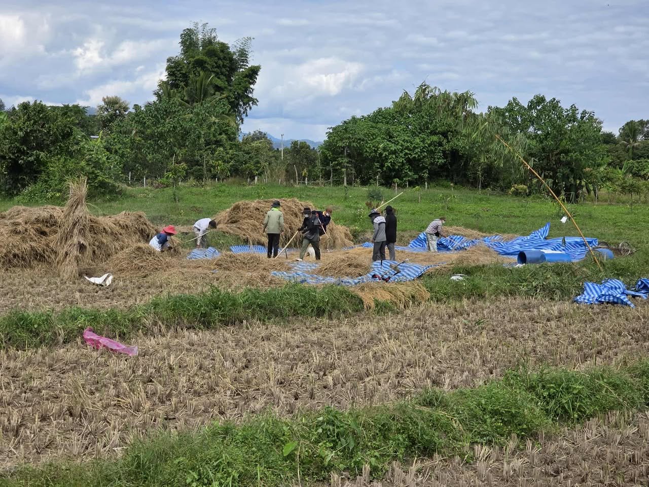 Students harvesting rice