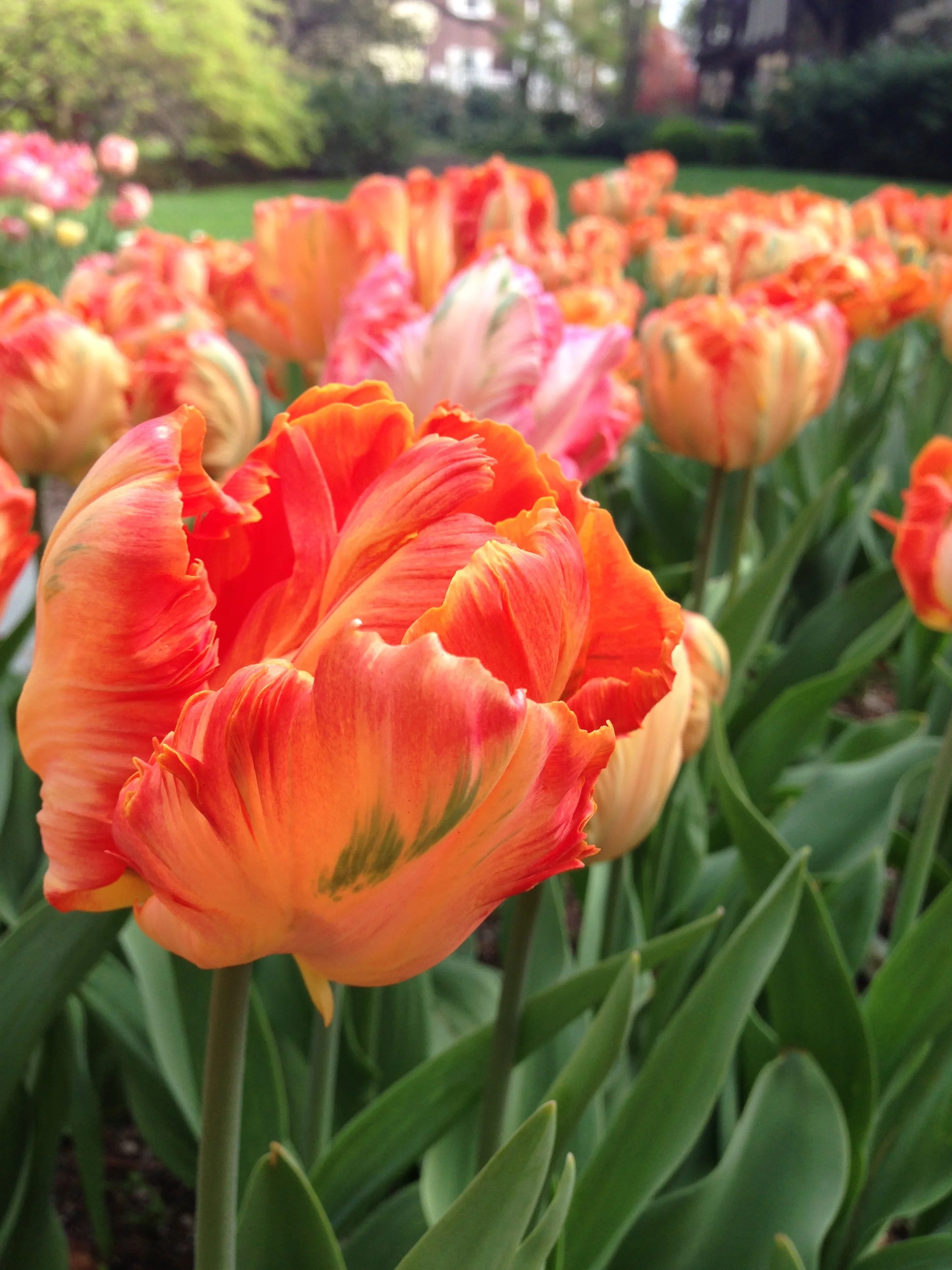 tulip orange image.jpg
