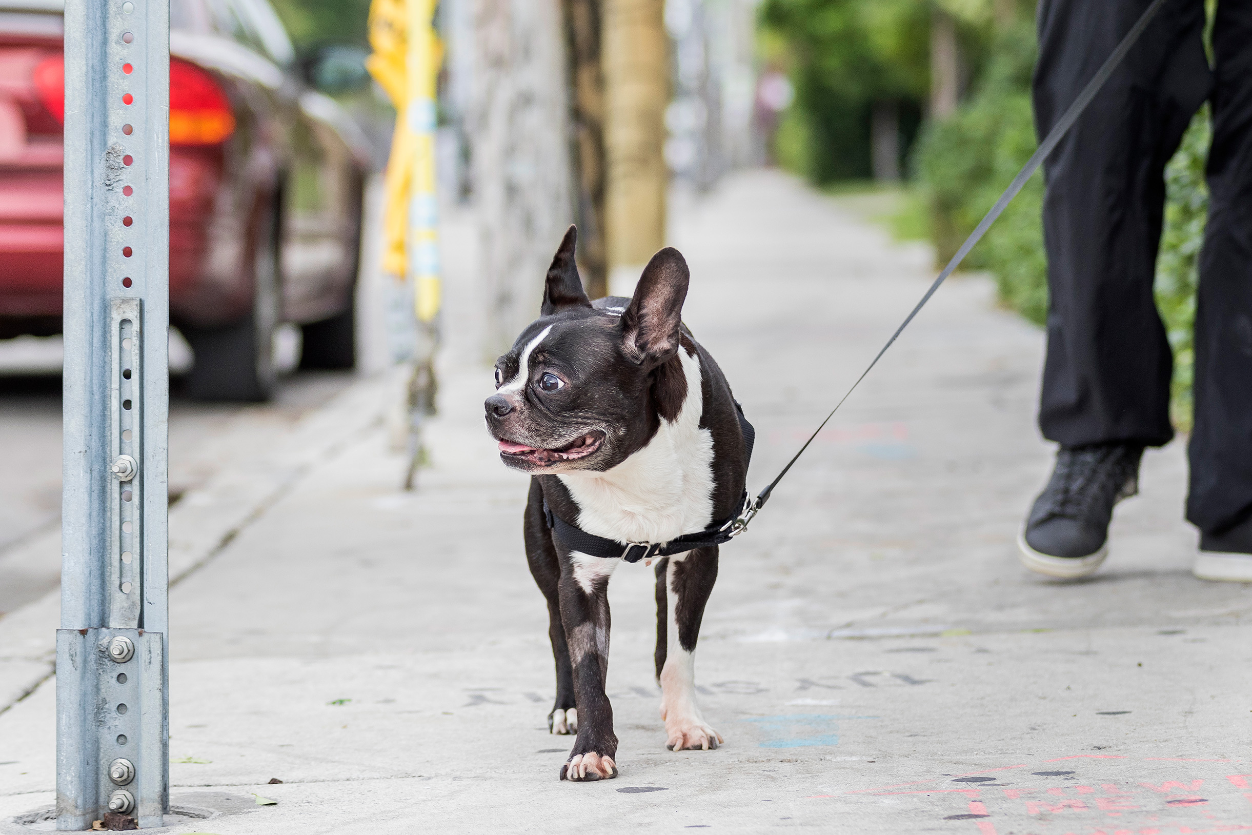 Boston Terrier - Pet & Dog Portrait Photography