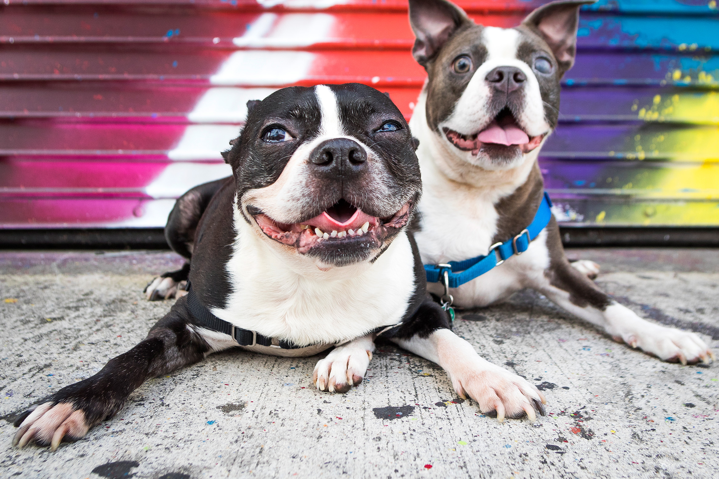 Boston Terrier - Pet & Dog Portrait Photography