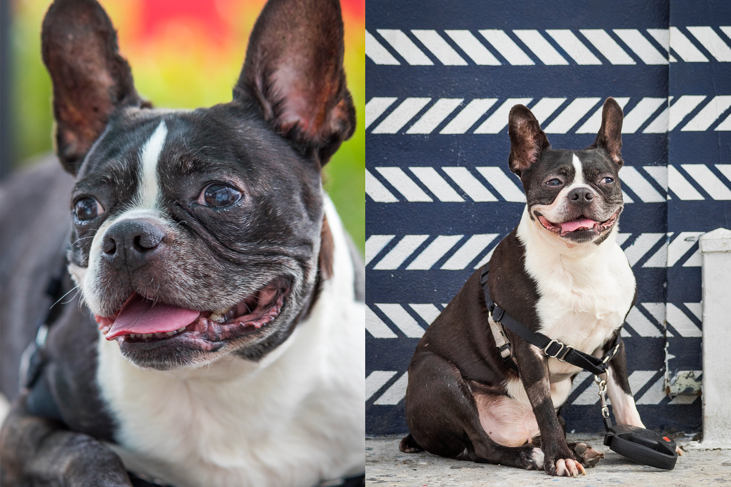 Boston Terrier - Pet & Dog Portrait Photography