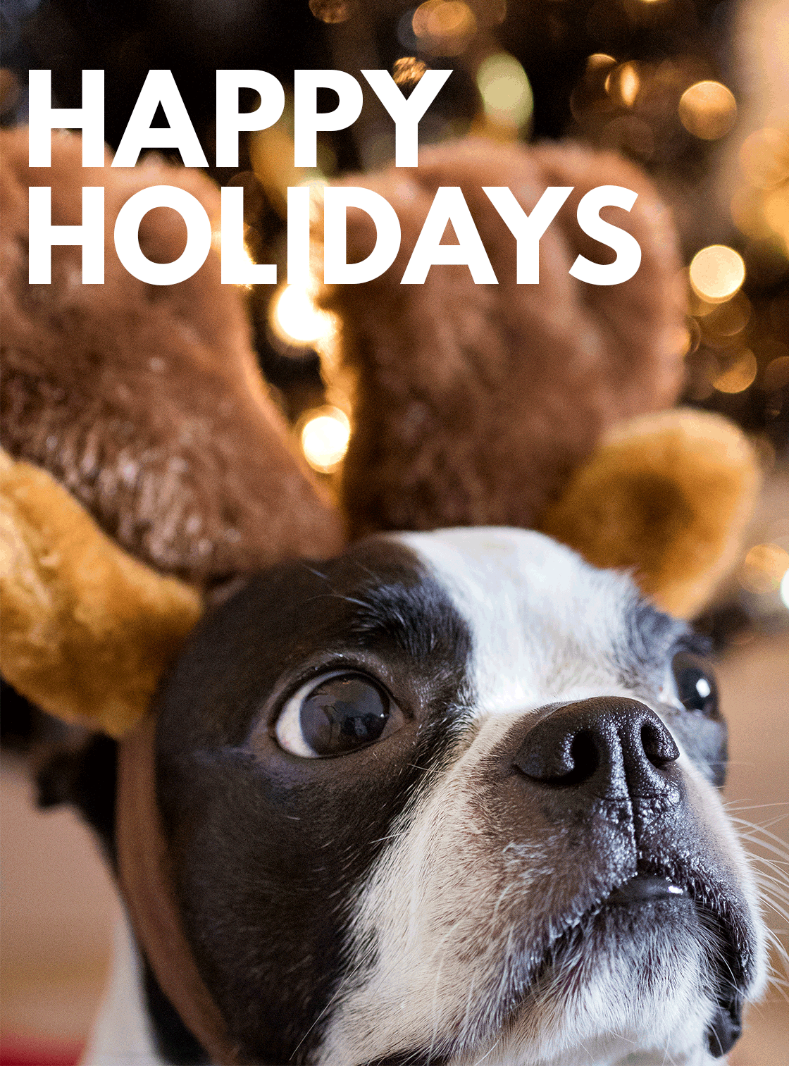 Happy Holidays! The inside scoop on how Dogs of Fun enjoys the holidays -  Dogs of Fun