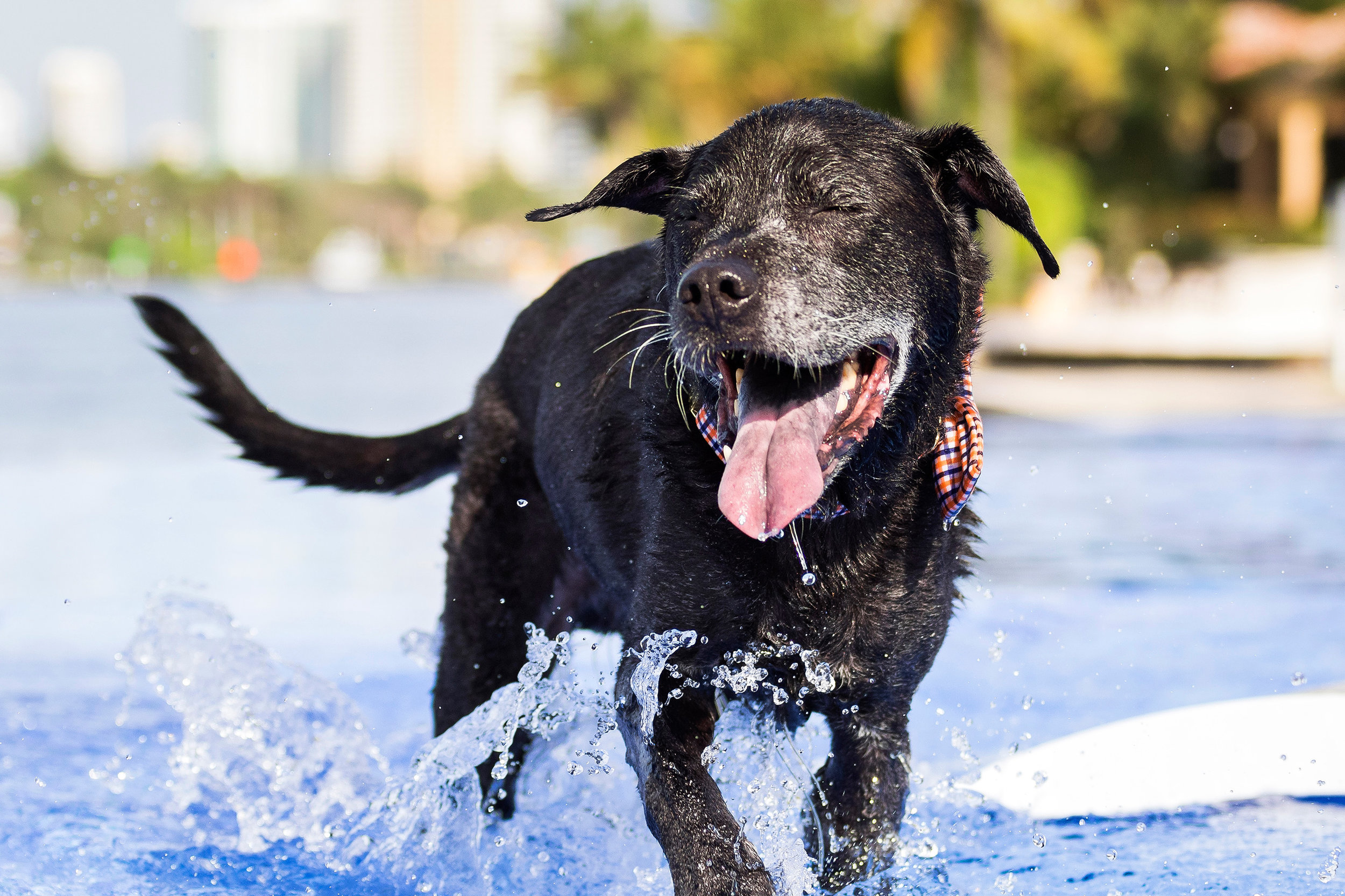 Black Lab Mix in Fort Lauderdale