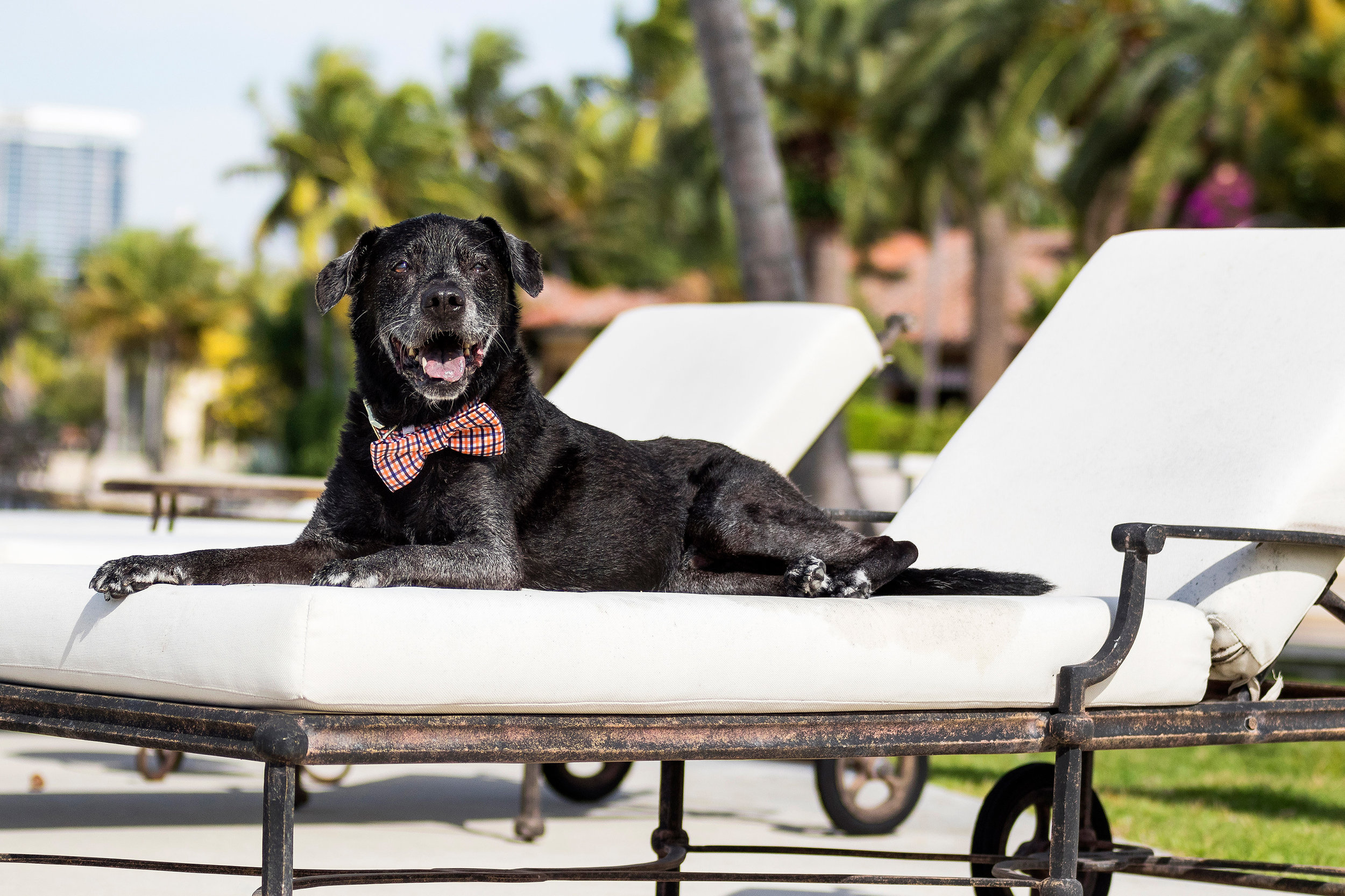 Black Lab Mix in Fort Lauderdale