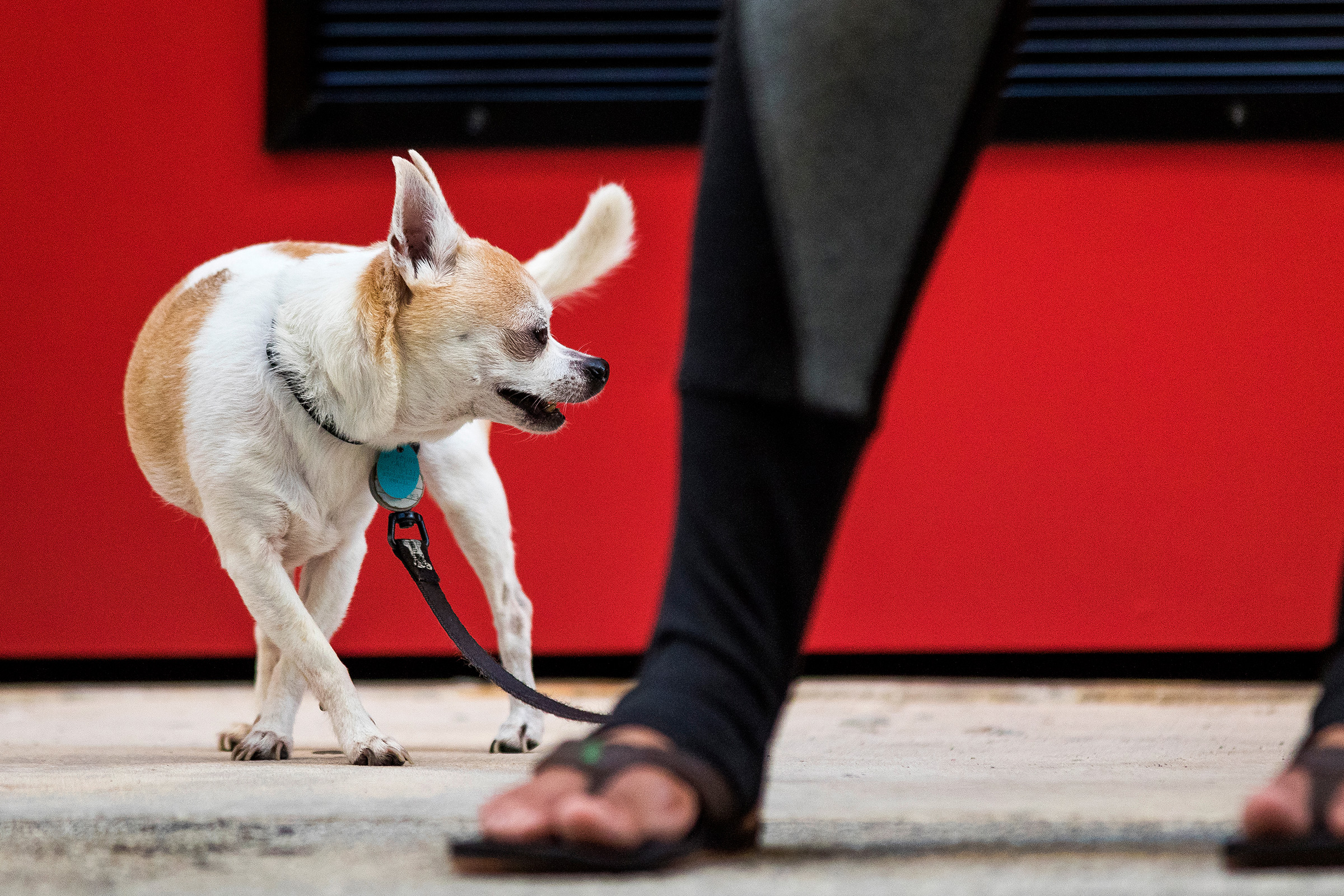 Chihuahua Mix in FAT Village