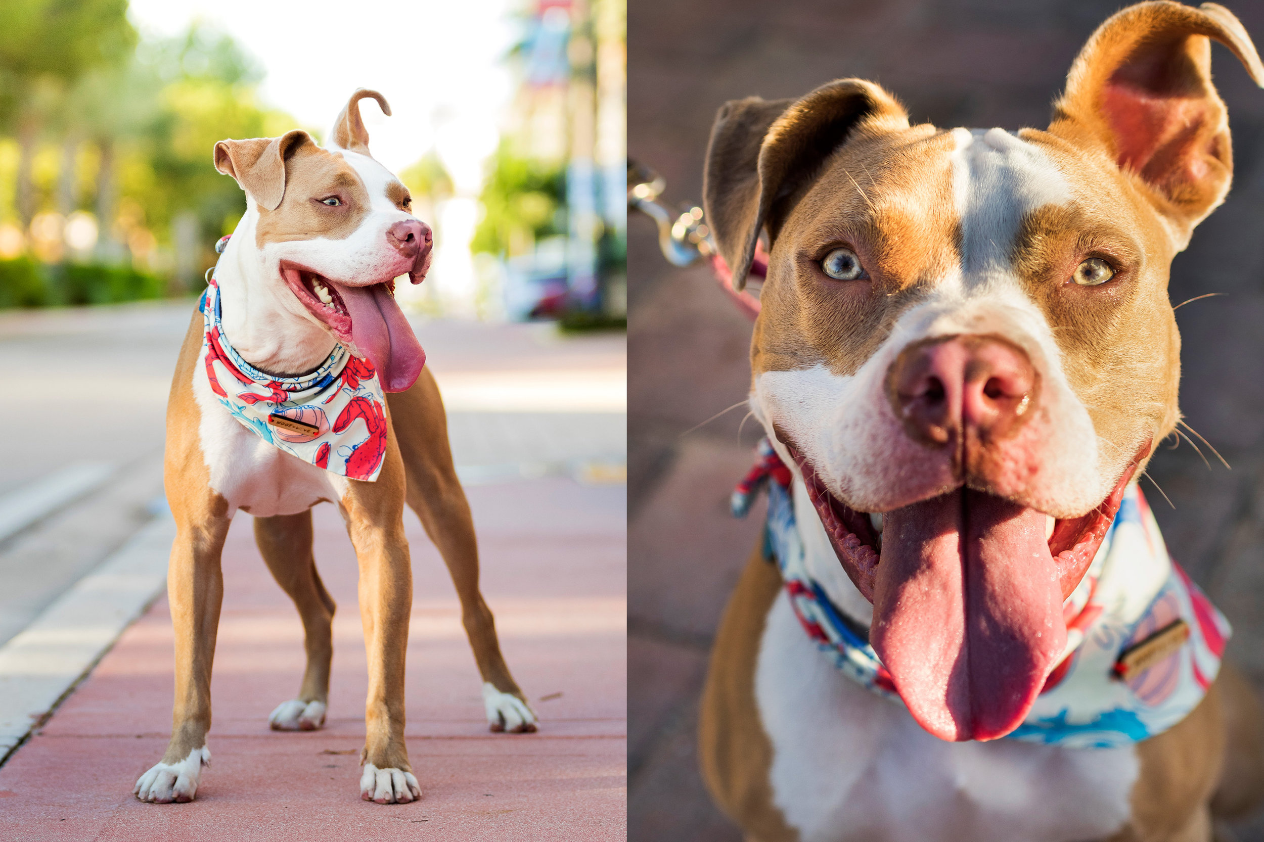 Pitbull Mix in Fort Lauderdale BeachPitbull mix photography in Broward County by Dogs of Fun. Dog portraits and pet photography. 