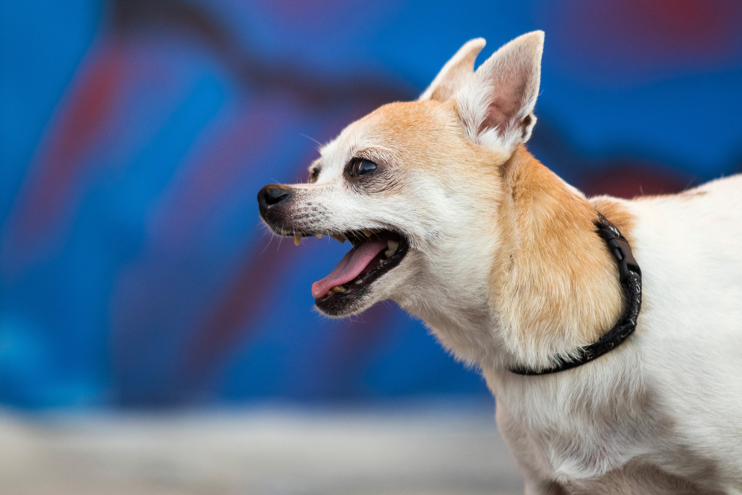 Chihuahua Mix in FAT Village