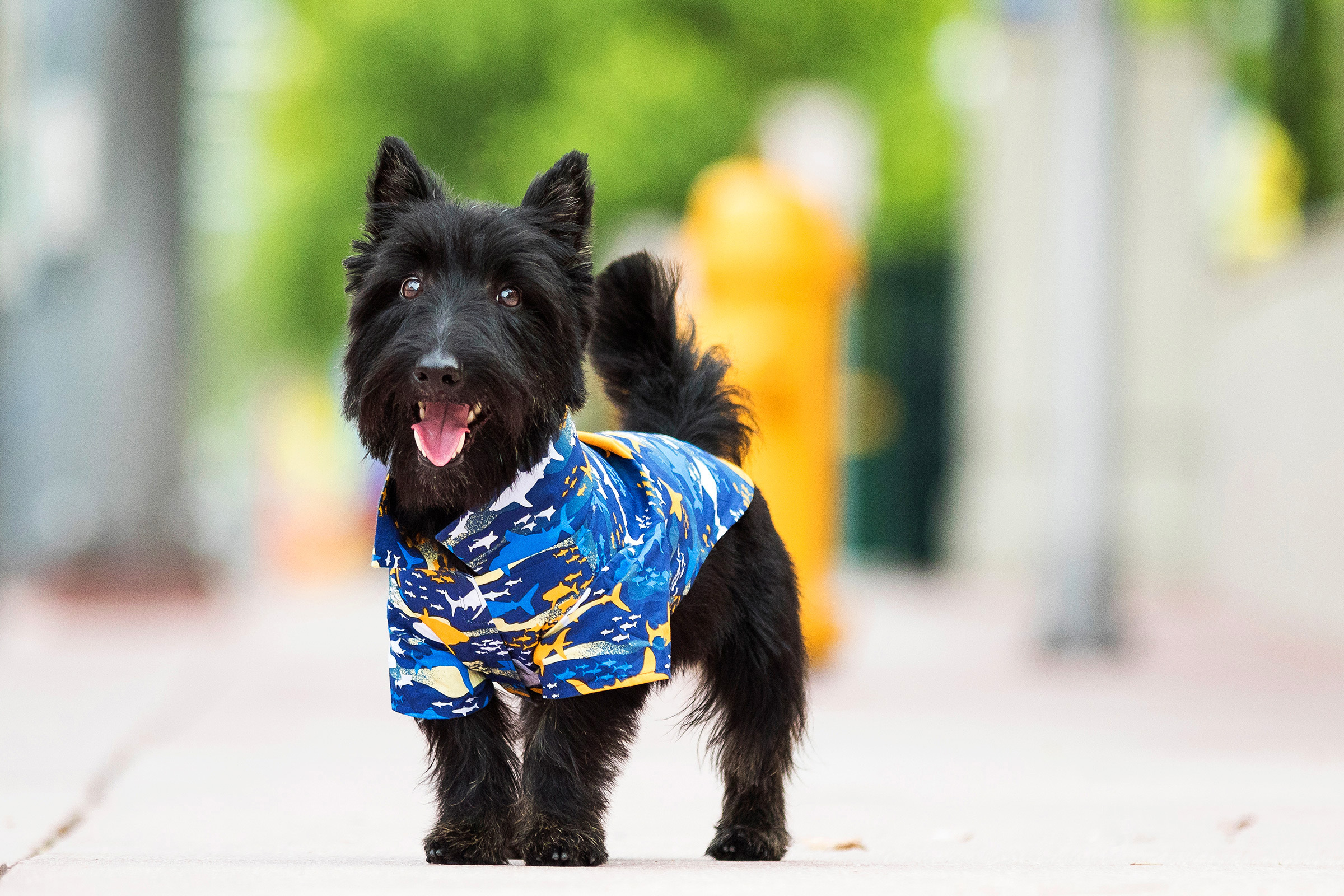 Scottish Terrier photography in Miami Beach, Florida