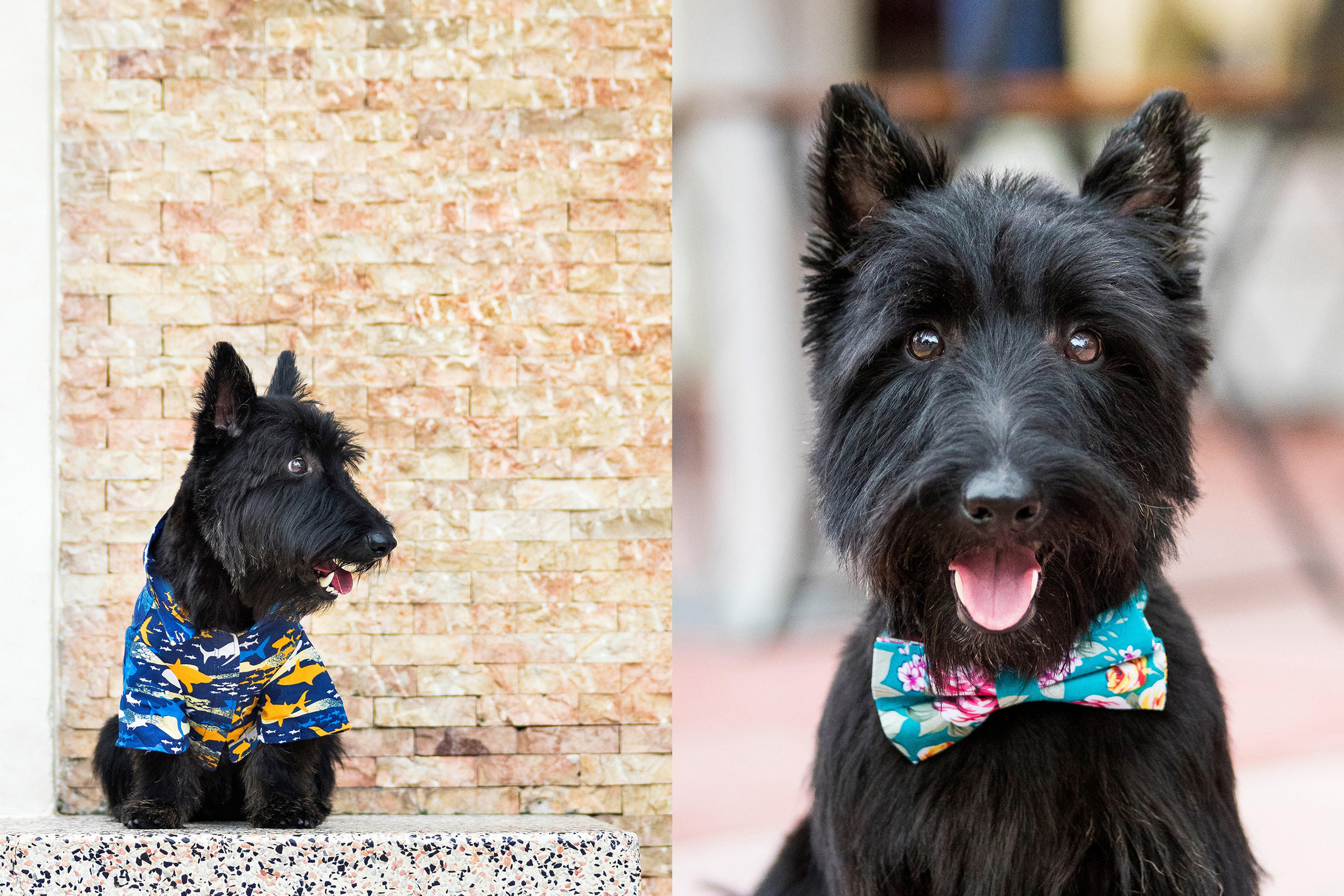 Scottish Terrier photography in Miami Beach, Florida