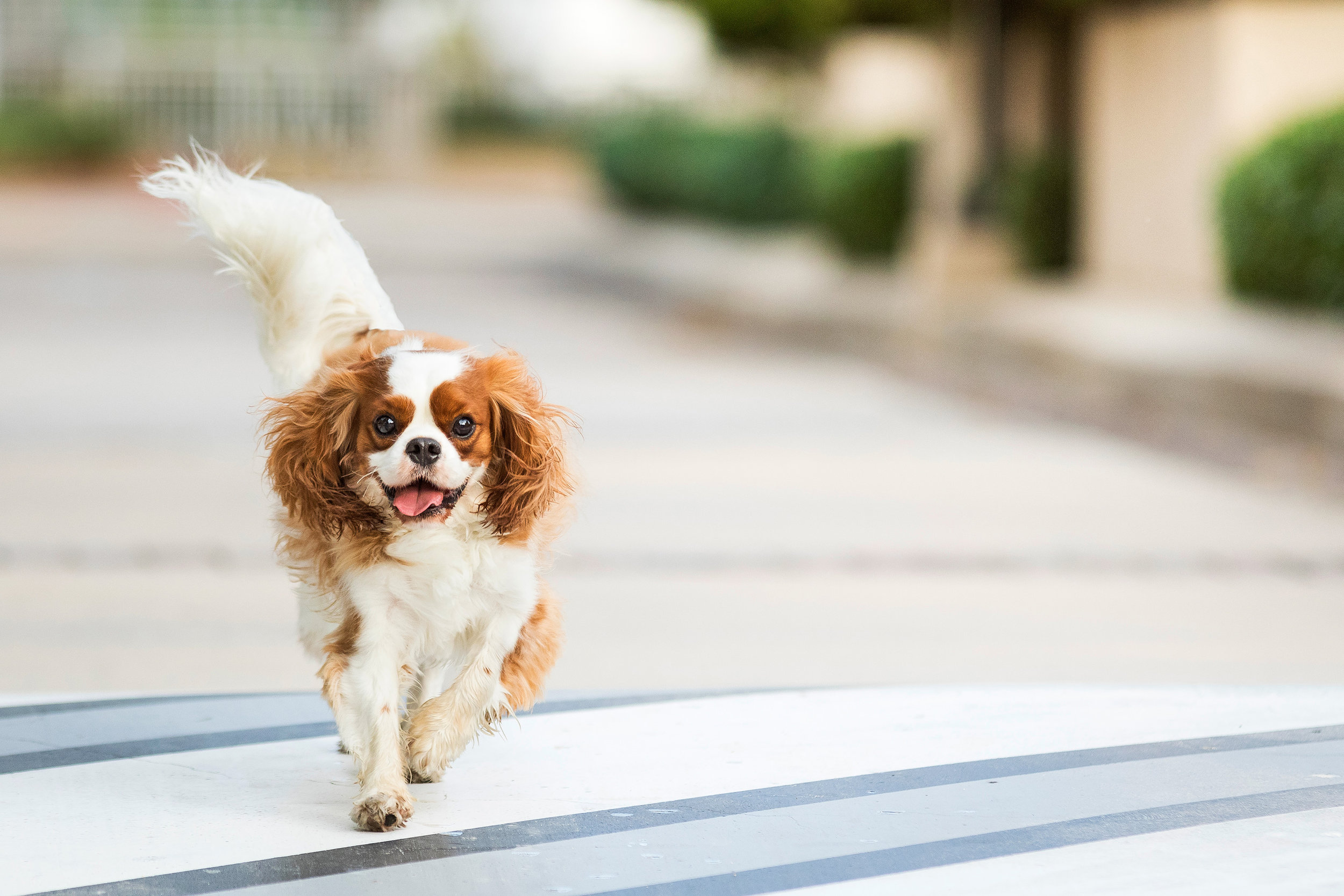 King Charles Cavalier