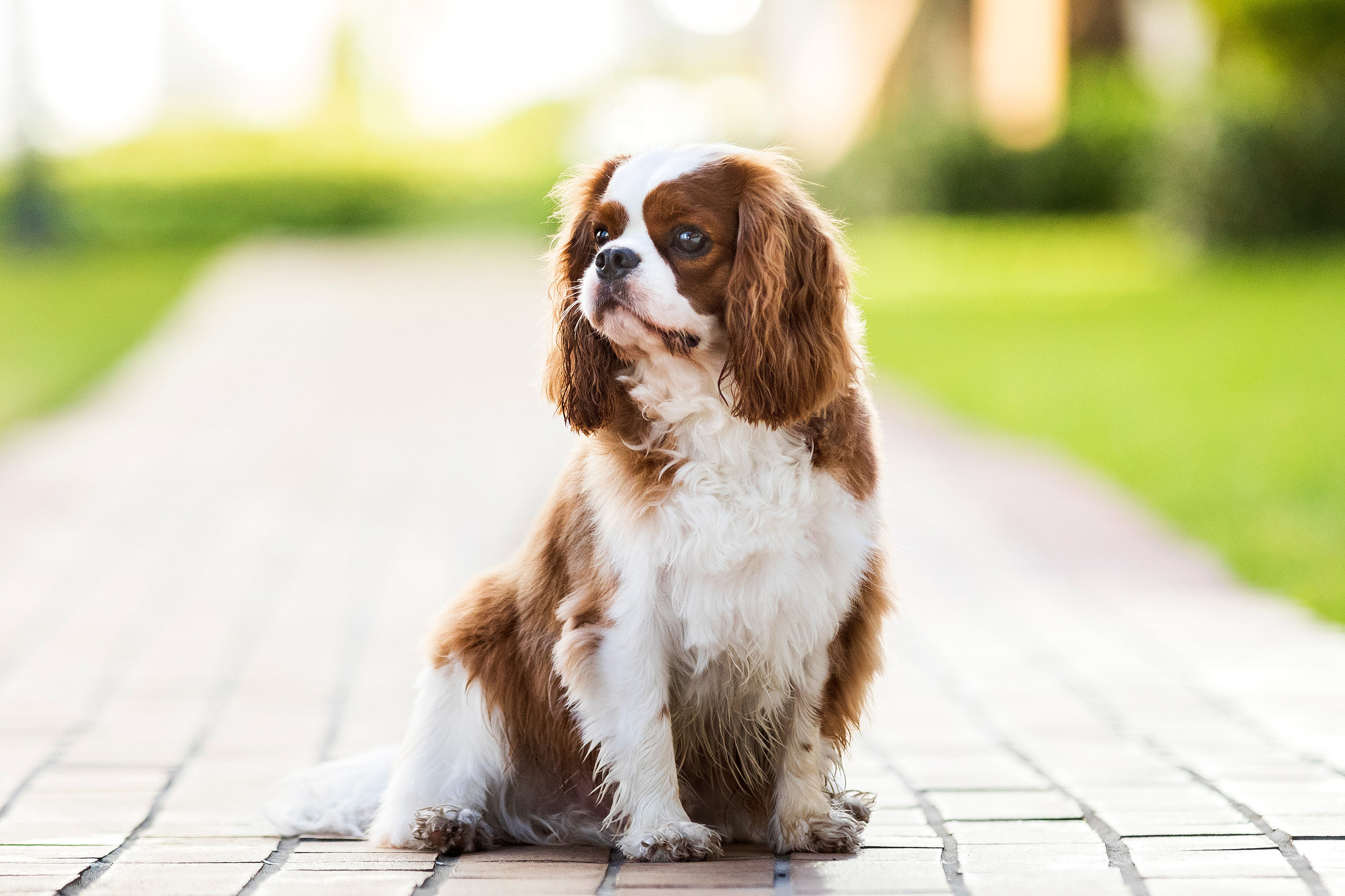 King Charles Cavalier