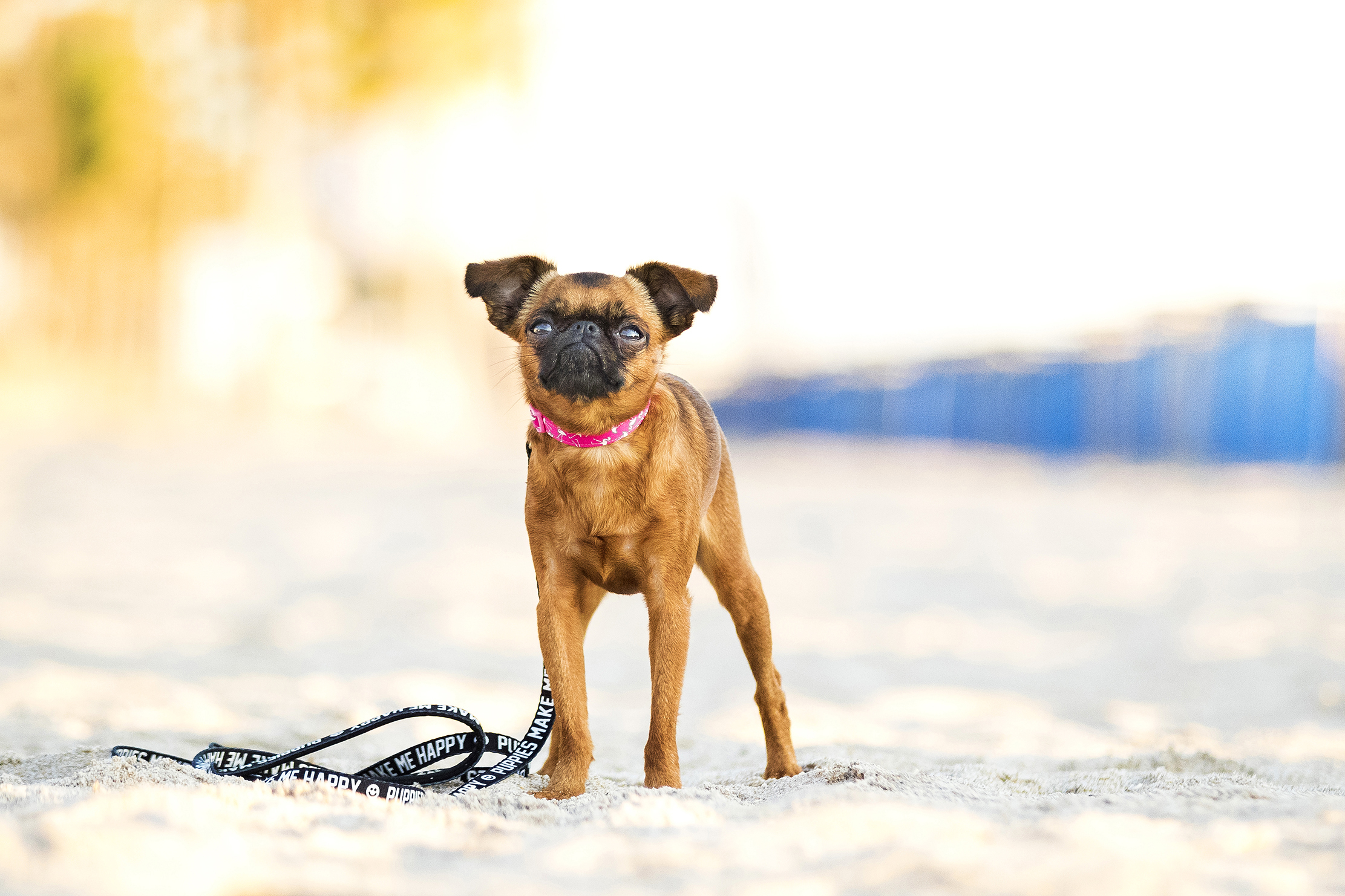 Brussels Griffon Fort Lauderdale
