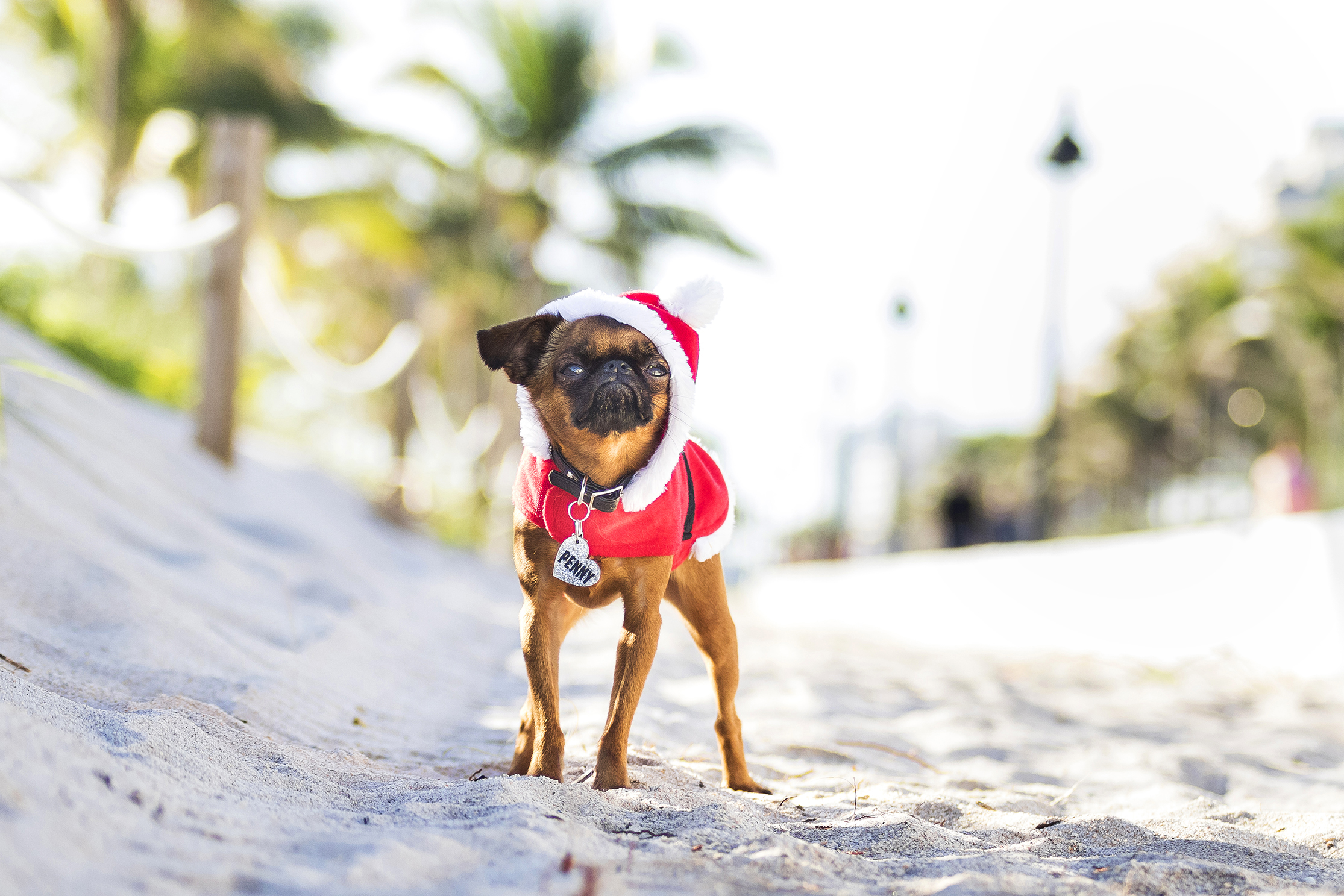 Brussels Griffon Fort Lauderdale