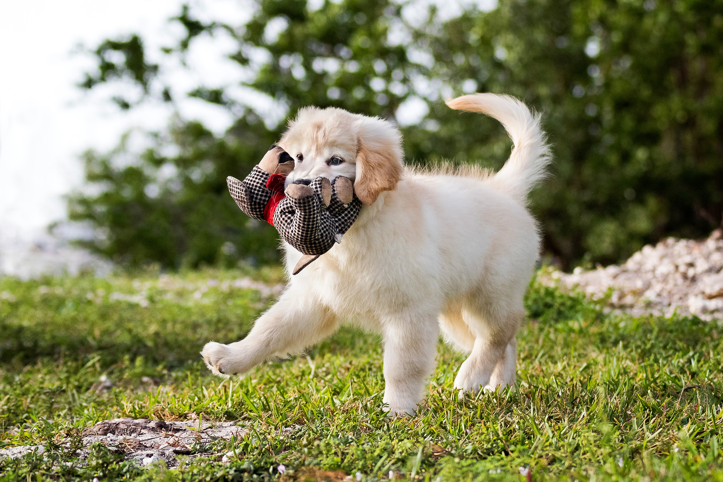 Golden Retriever puppies