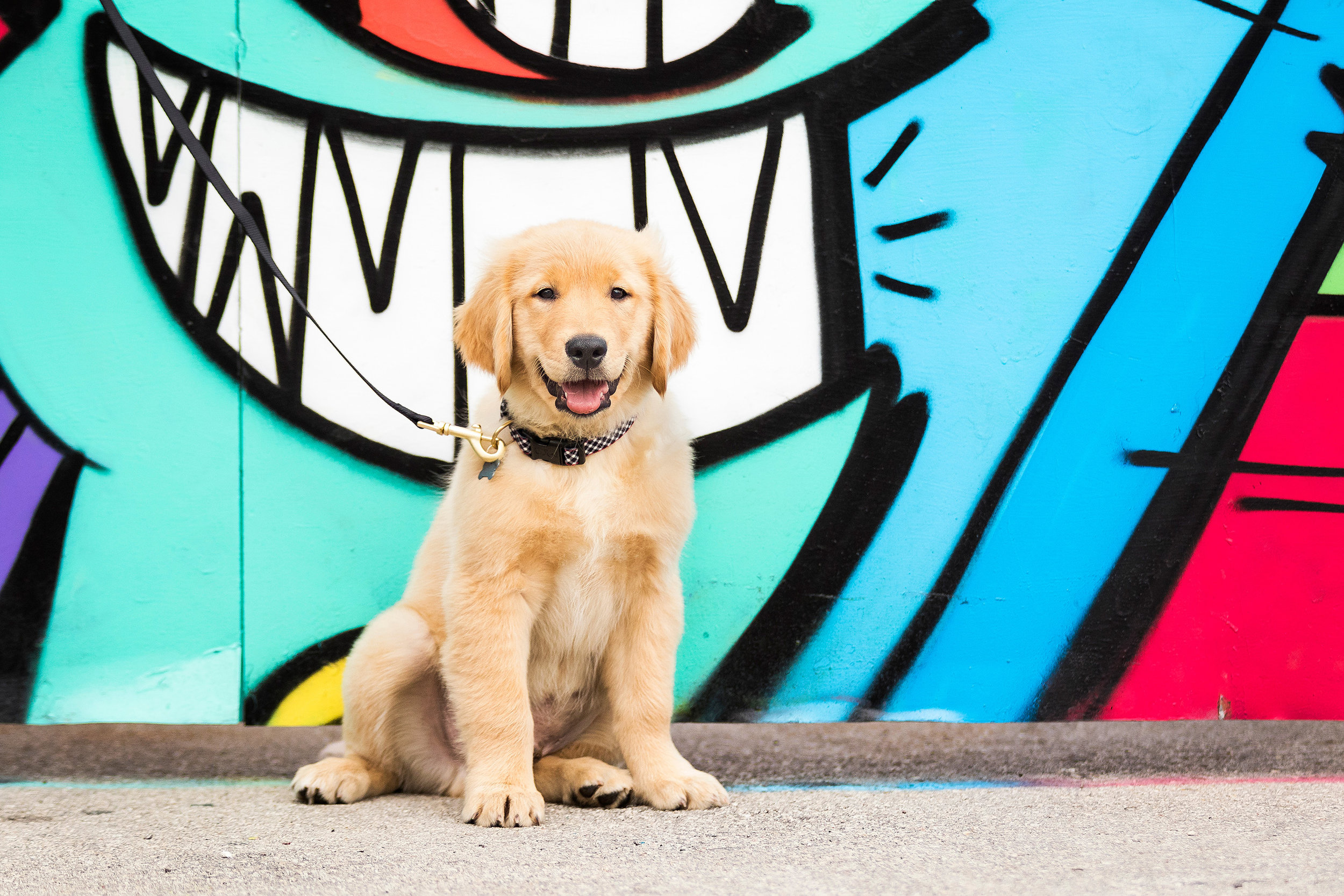 Golden Retriever puppies