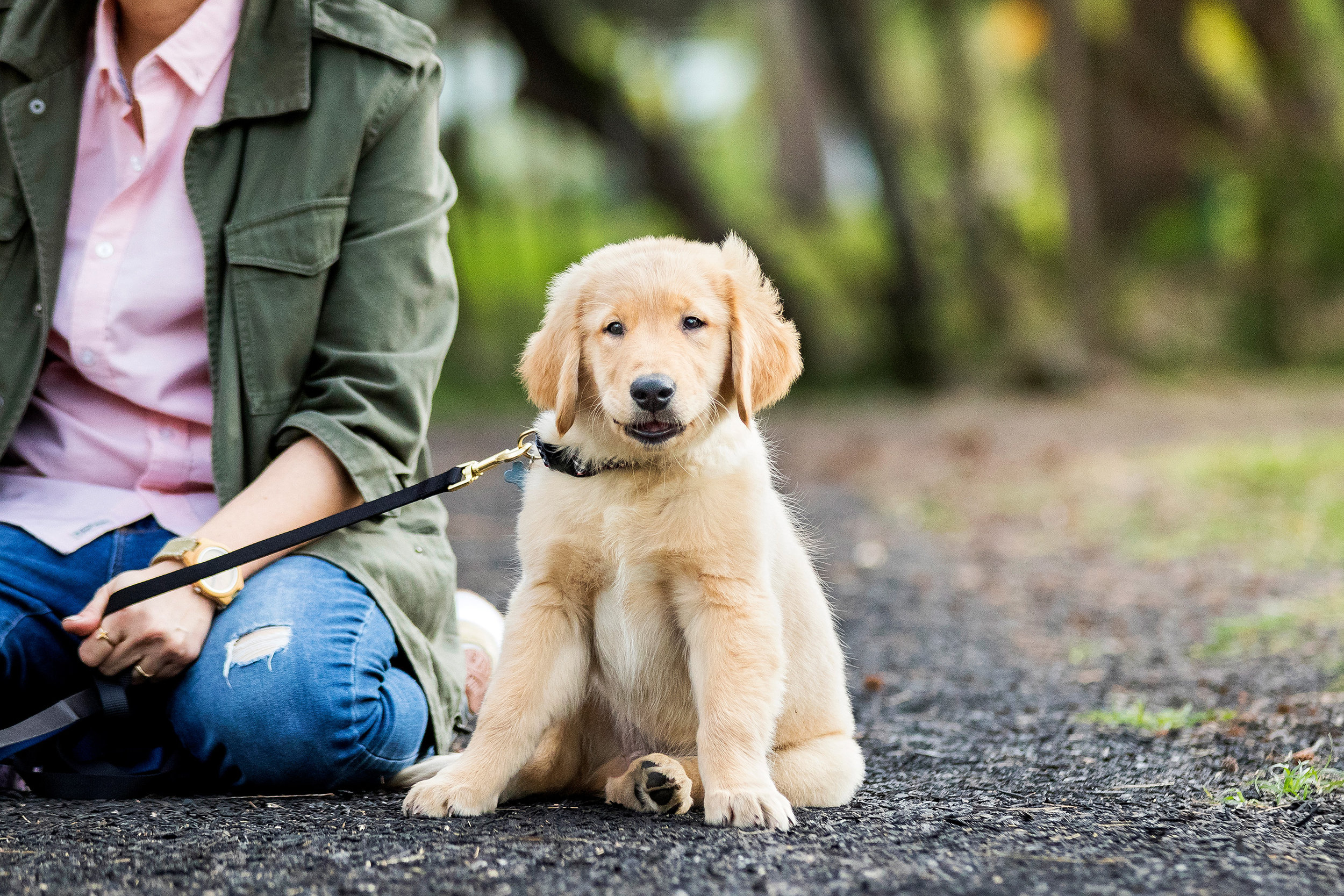 Golden Retriever Puppies In Wynwood Miami Dogs Of Fun