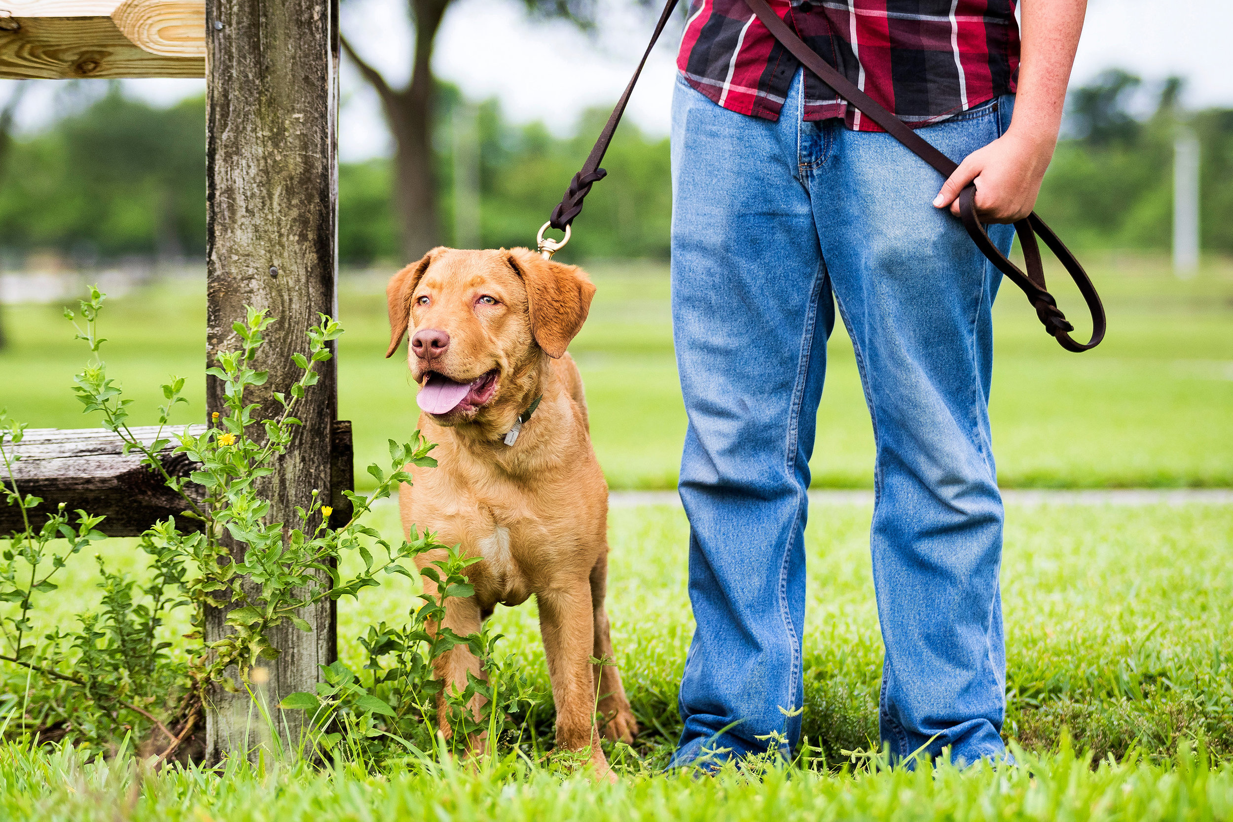 chesapeake bay retriever