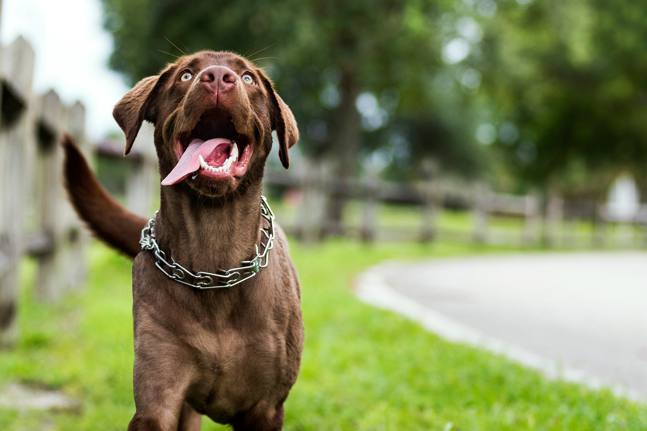 chesapeake bay retriever