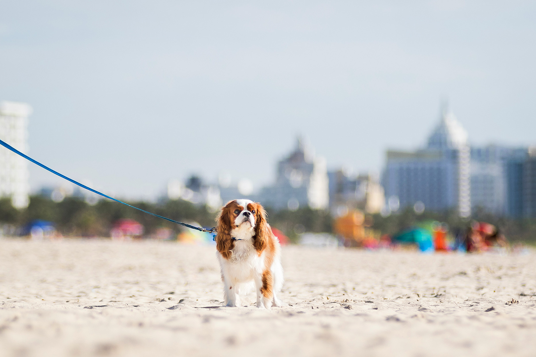 cavalier king charles spaniel, Miami Beach