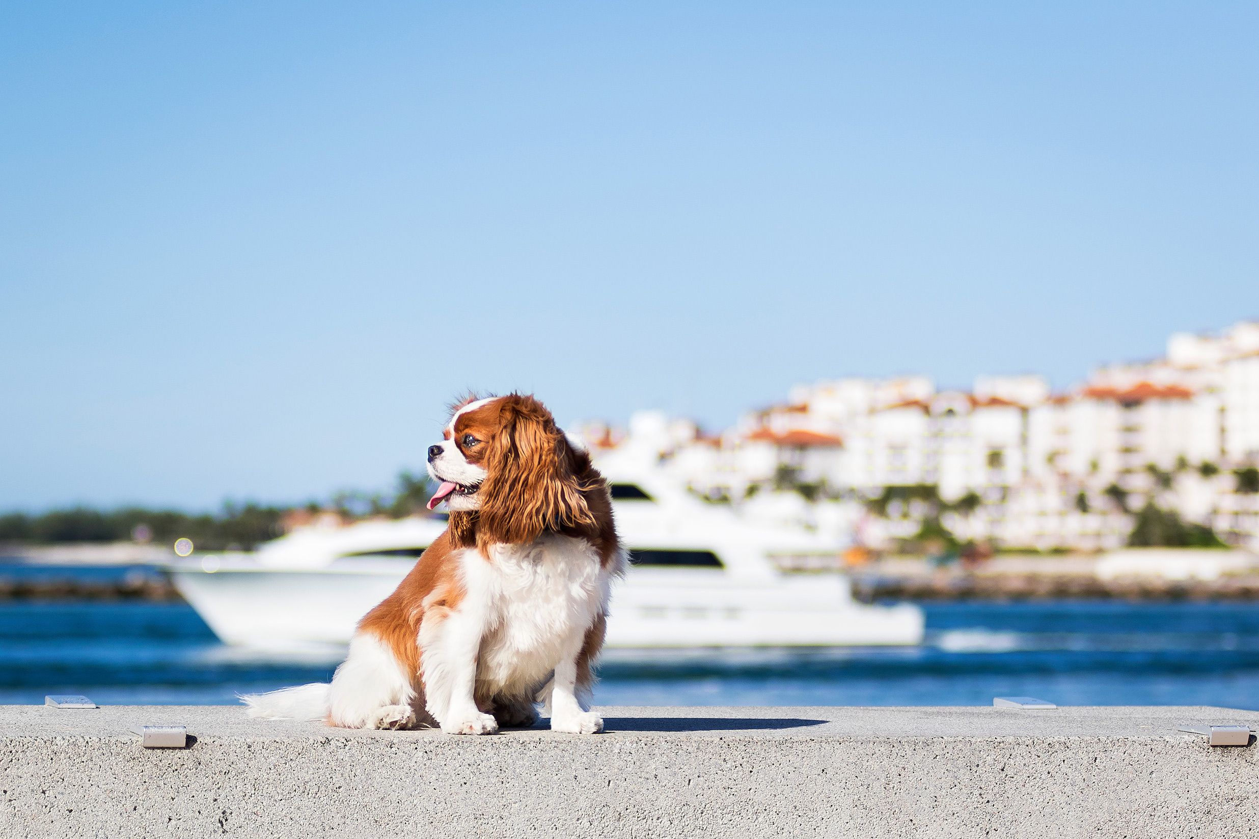 cavalier king charles spaniel, Miami Beach