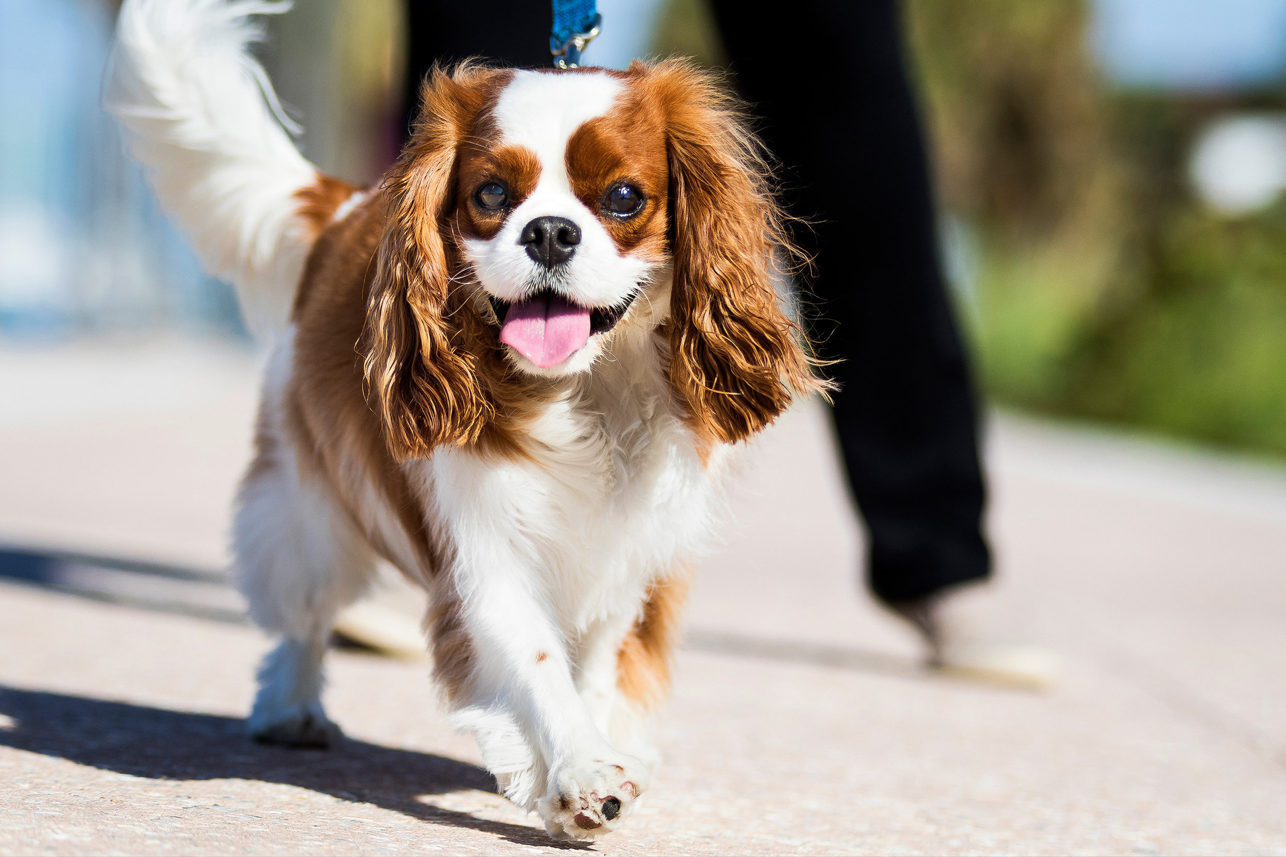 cavalier king charles spaniel, Miami Beach