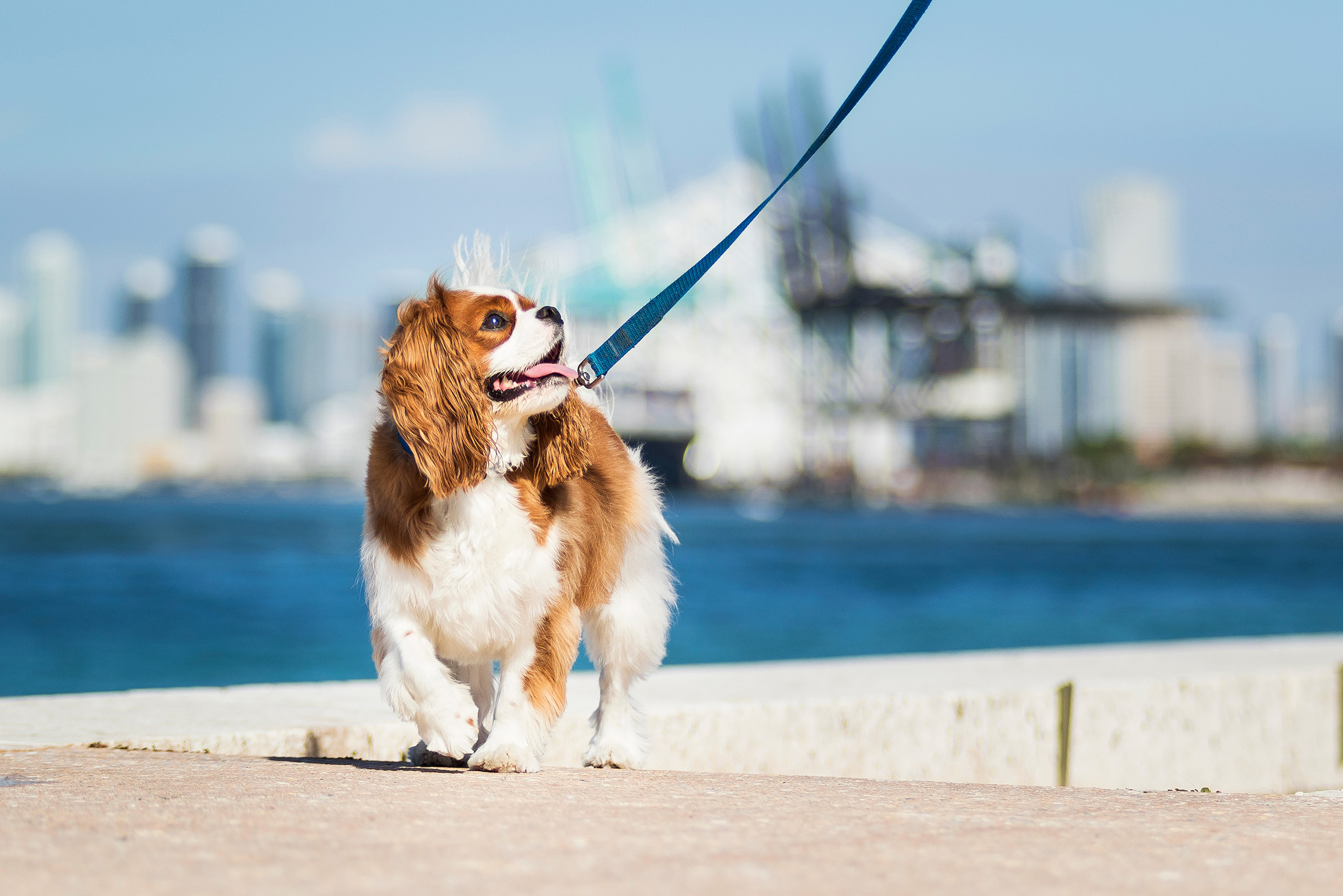 cavalier king charles spaniel, Miami Beachcavalier king charles spaniel, Miami Beach dog photography session, pet portraits