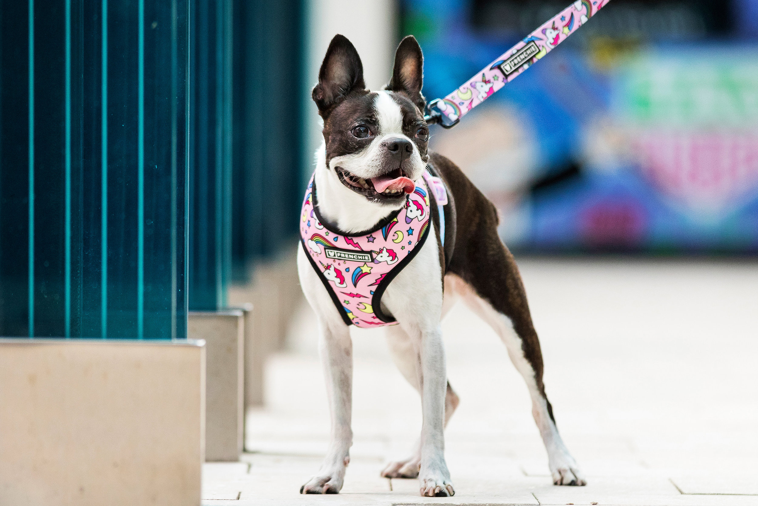 Boston Terrier in Miami