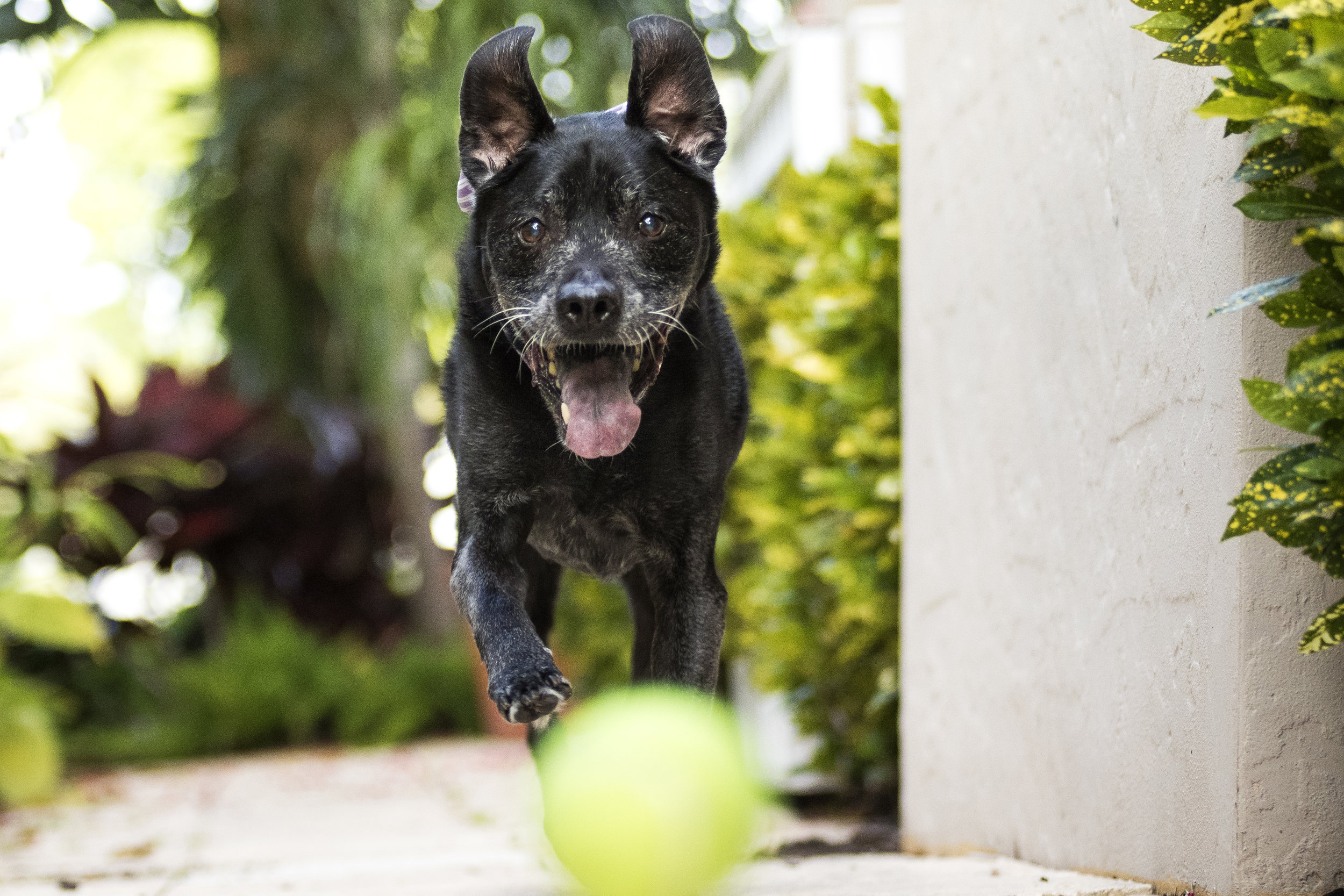 Dog portrait photography