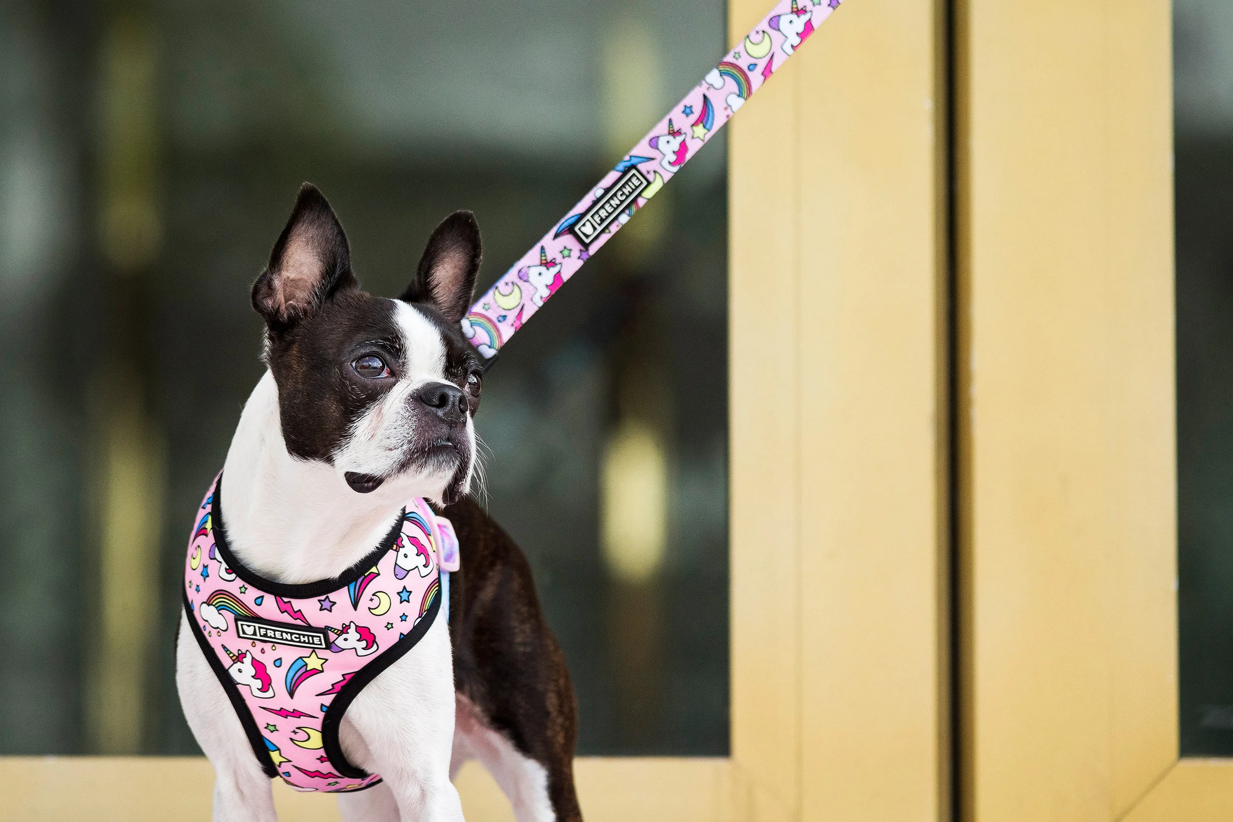 Boston Terrier in Miami Design District