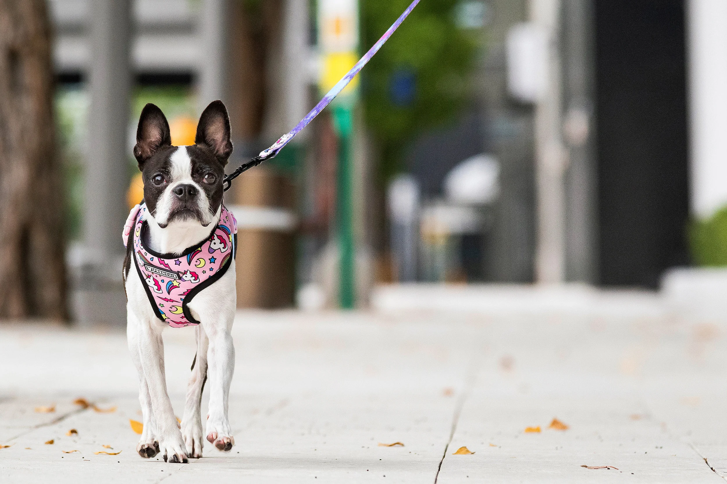 Boston Terrier in Miami Design District
