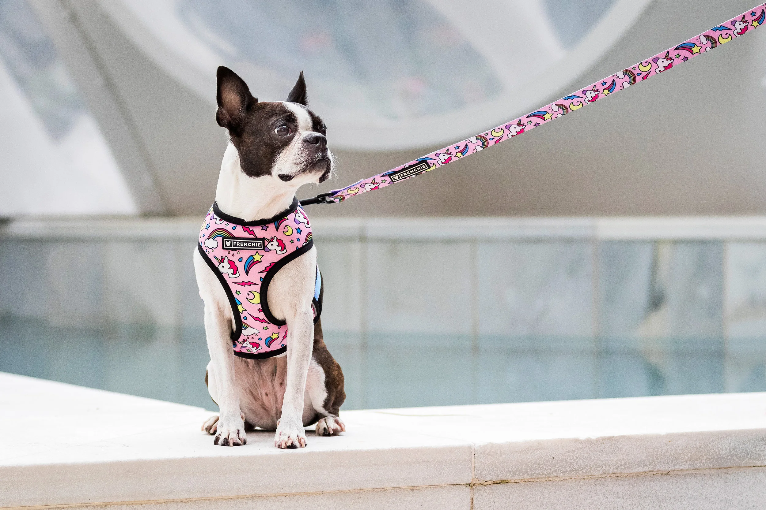 Boston Terrier in Miami Design District